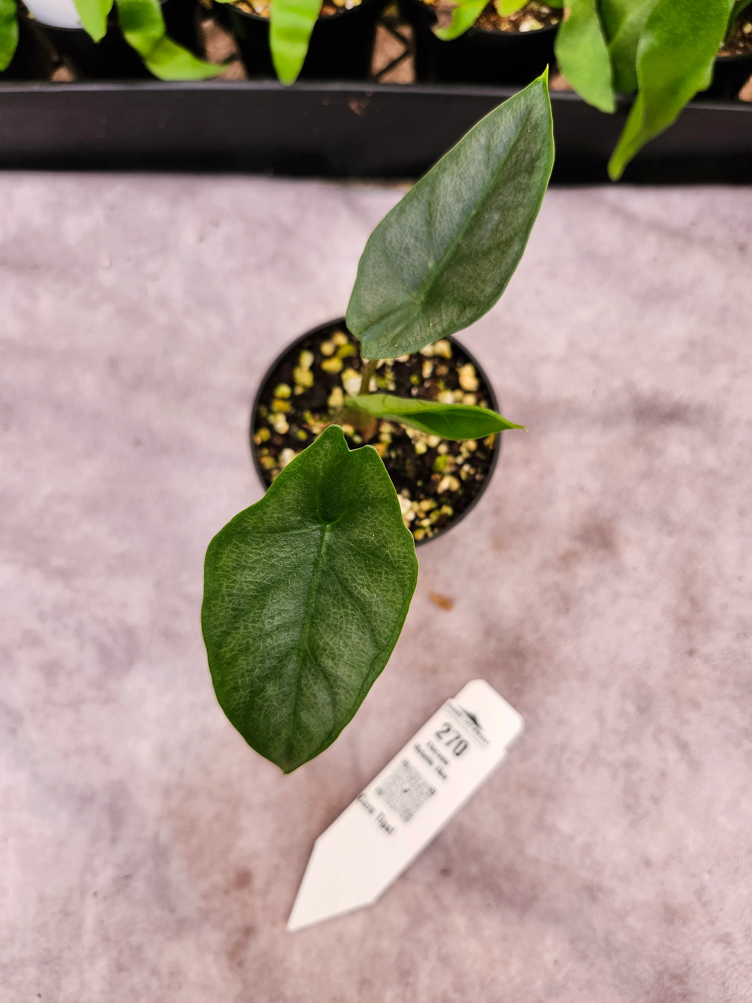 Alocasia Metallic Blue (3in)-270