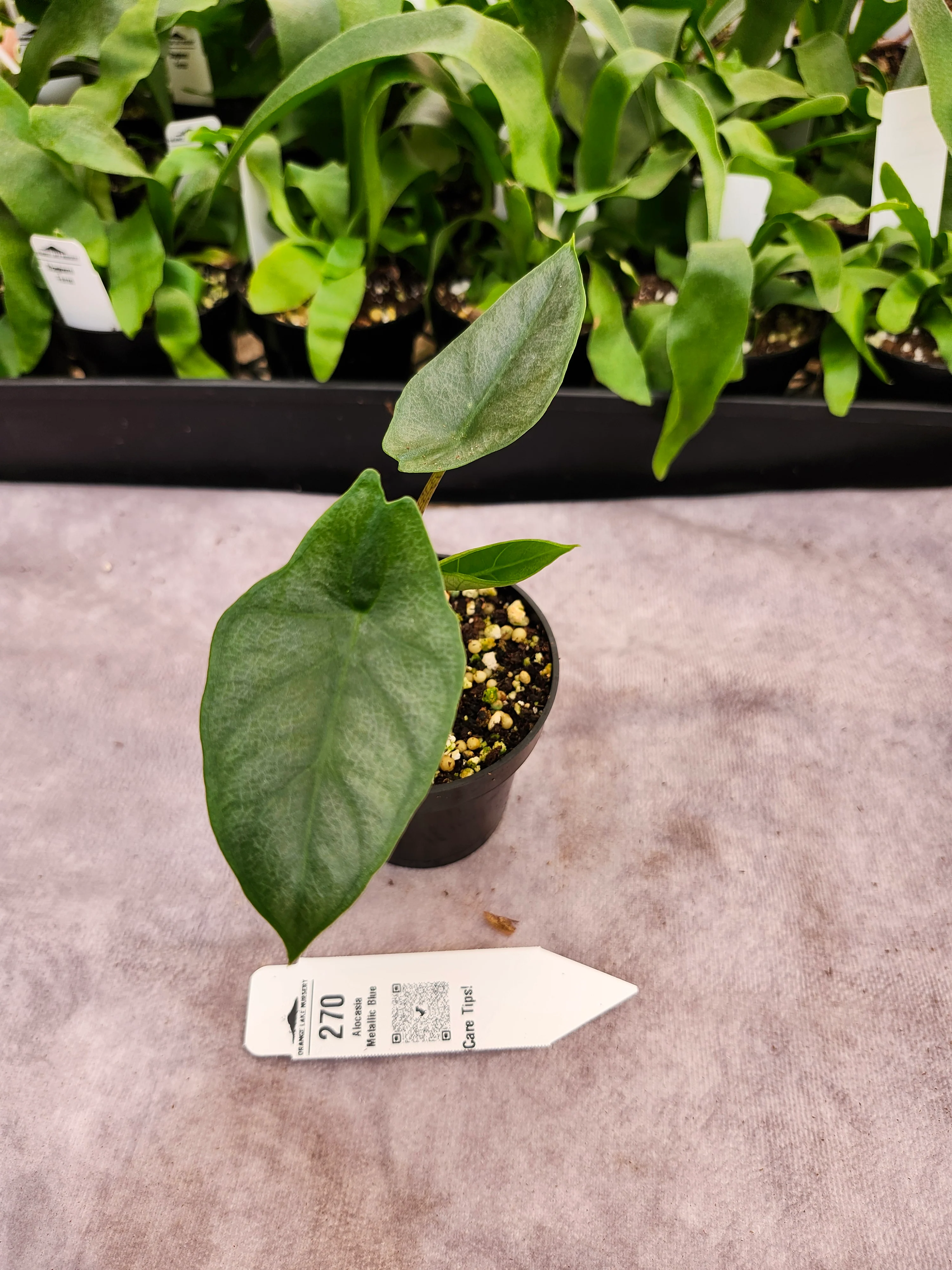 Alocasia Metallic Blue (3in)-270 - Image 3