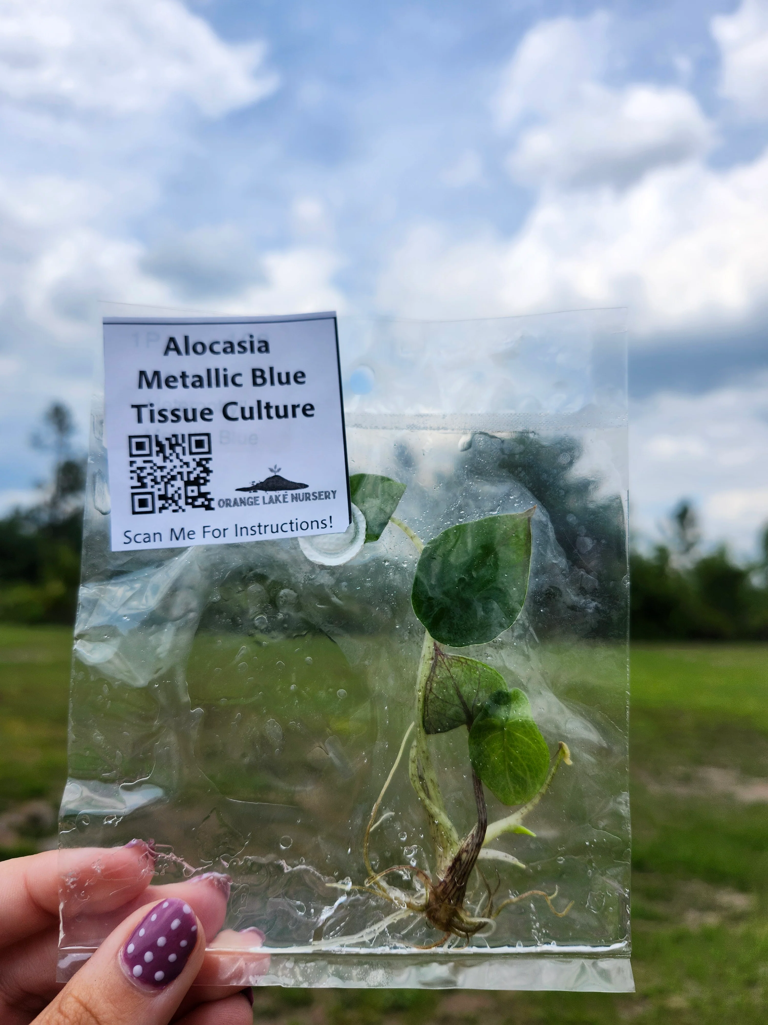 Alocasia Metallic Blue Tissue Culture - Image 4