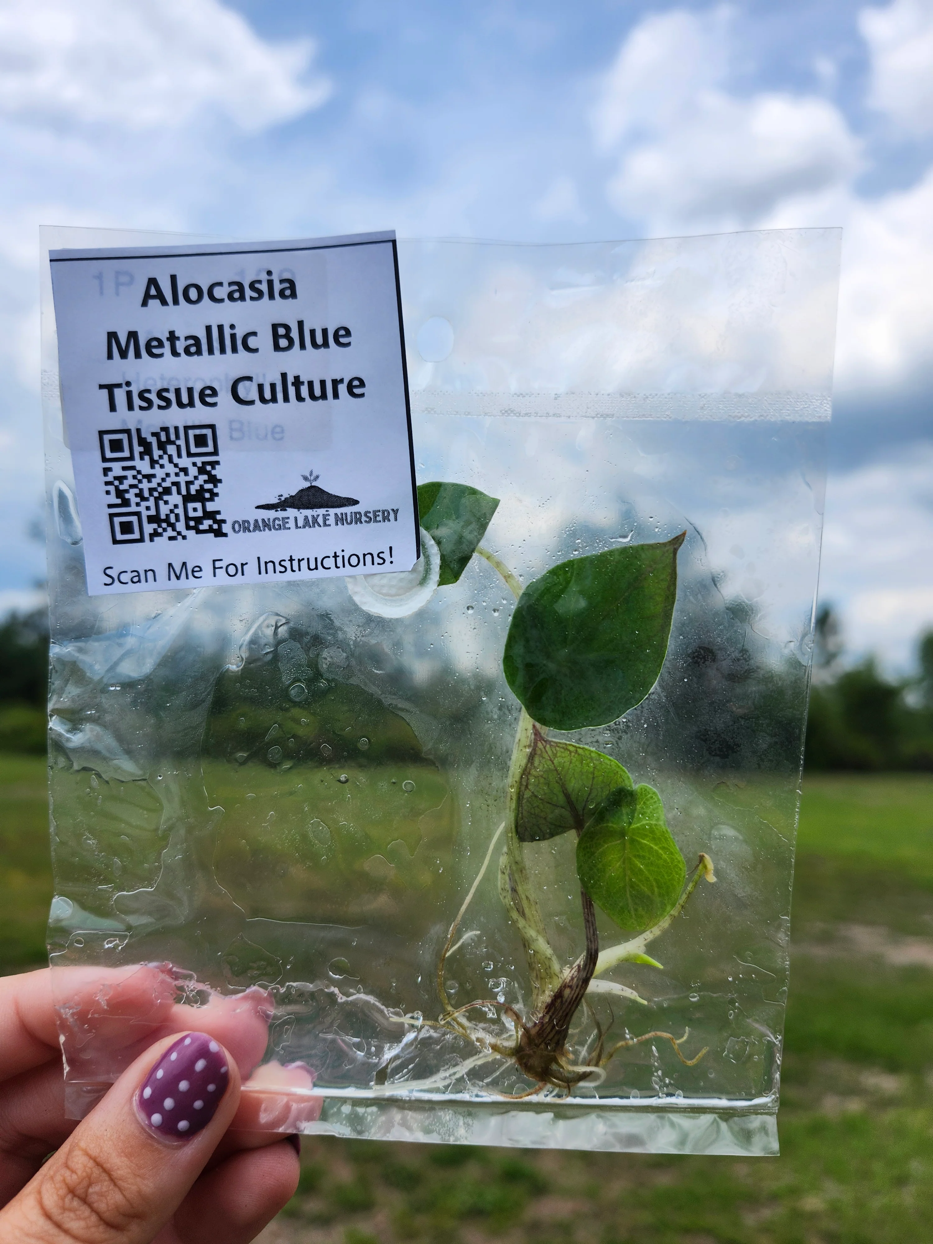 Alocasia Metallic Blue Tissue Culture - Image 5