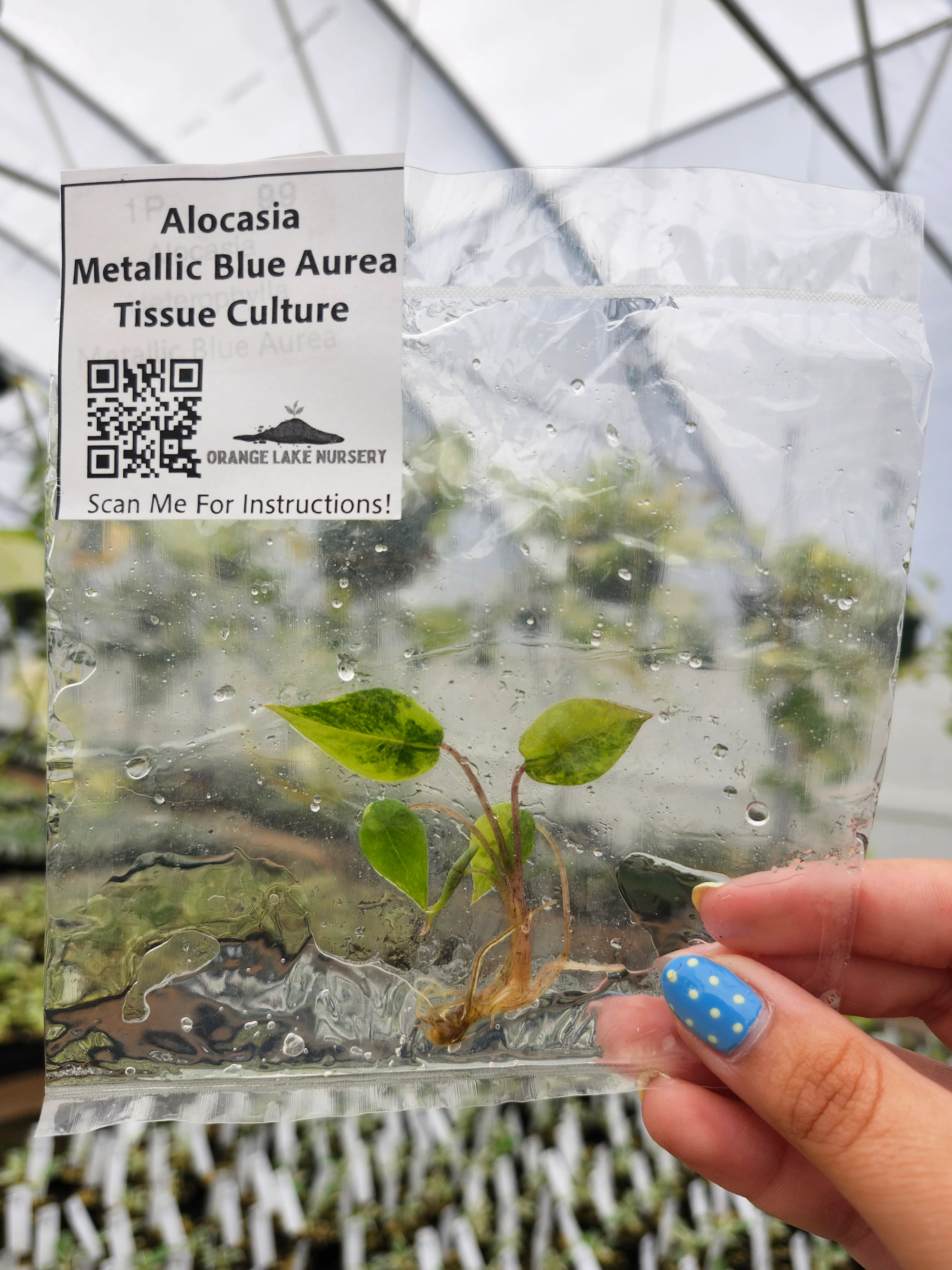 Alocasia Metallic Blue Aurea Tissue Culture - Image 2