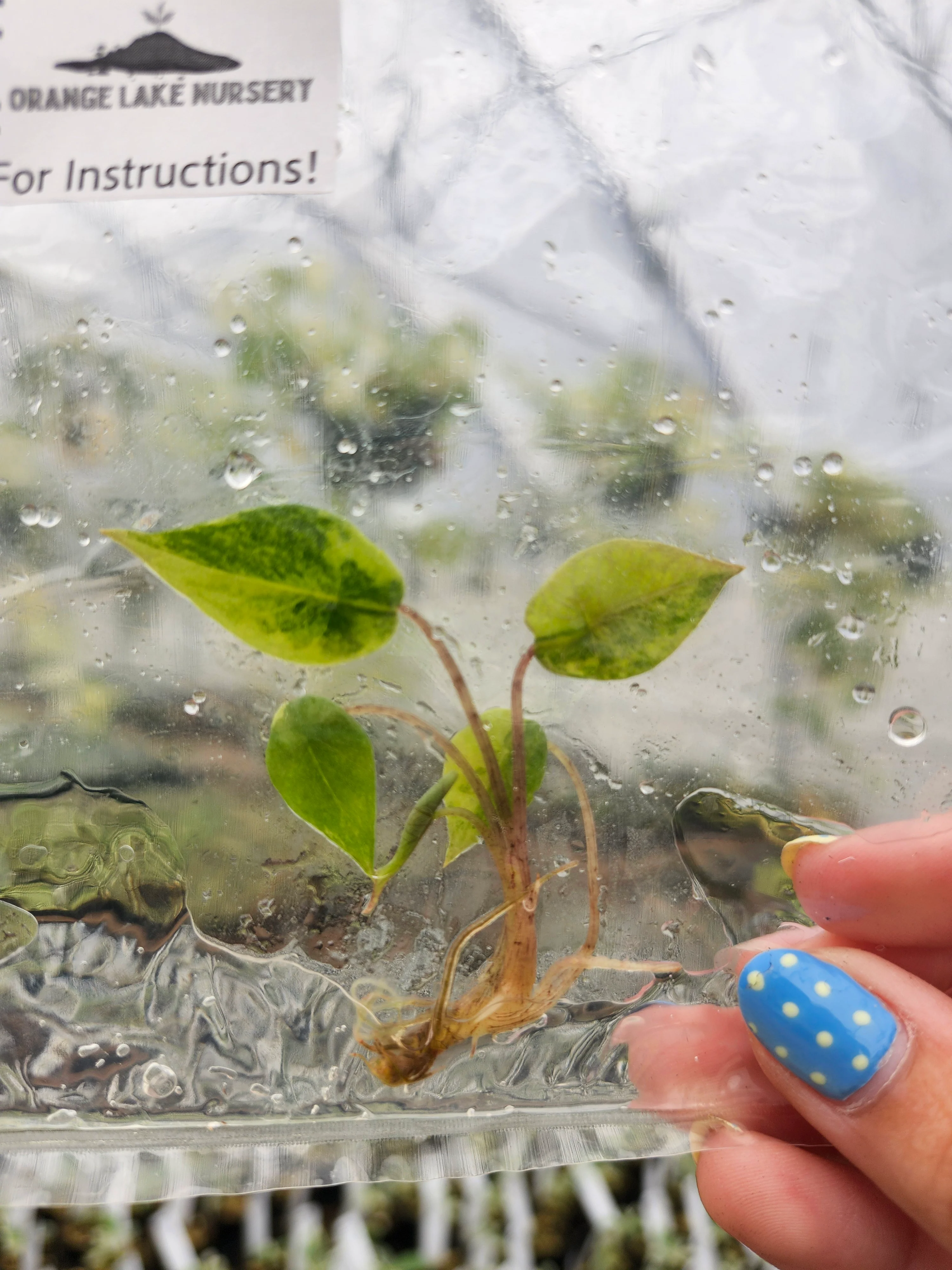 Alocasia Metallic Blue Aurea Tissue Culture - Image 3