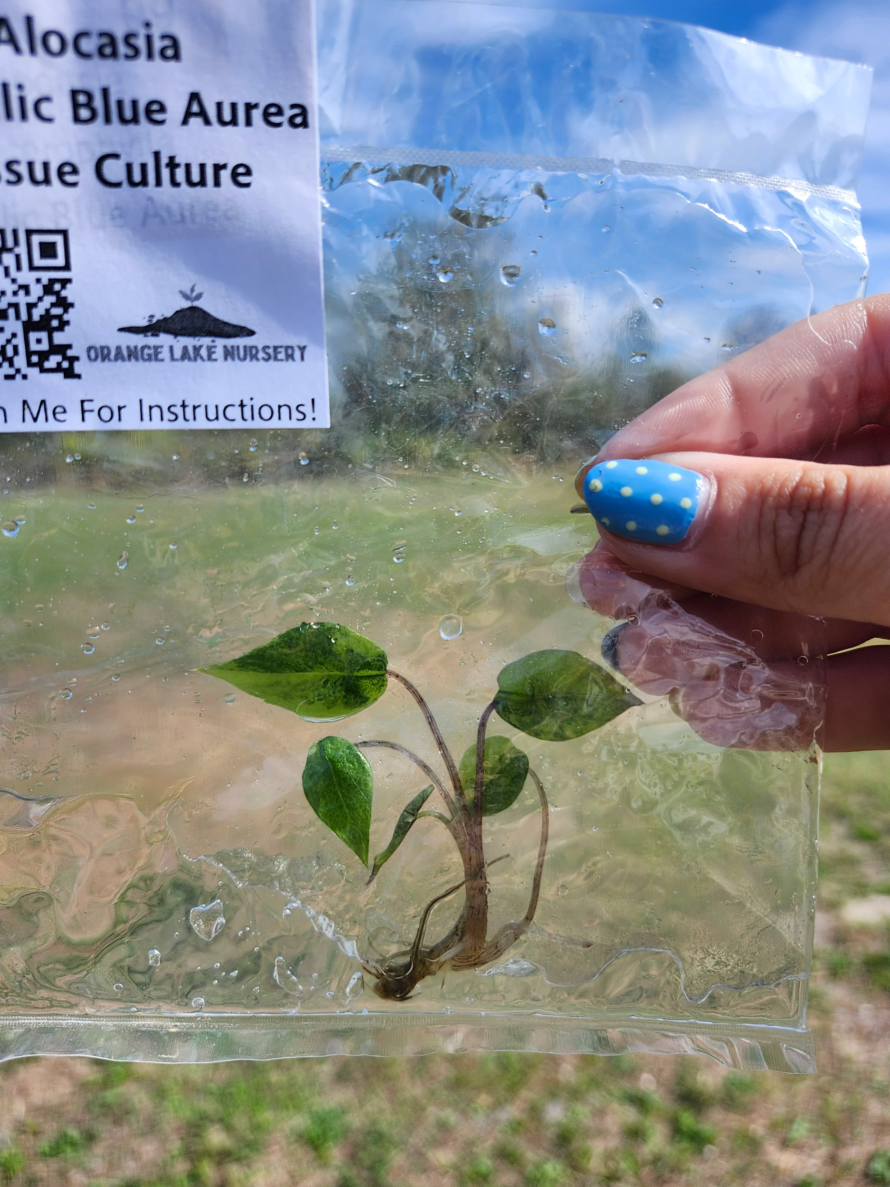 Alocasia Metallic Blue Aurea Tissue Culture - Image 4