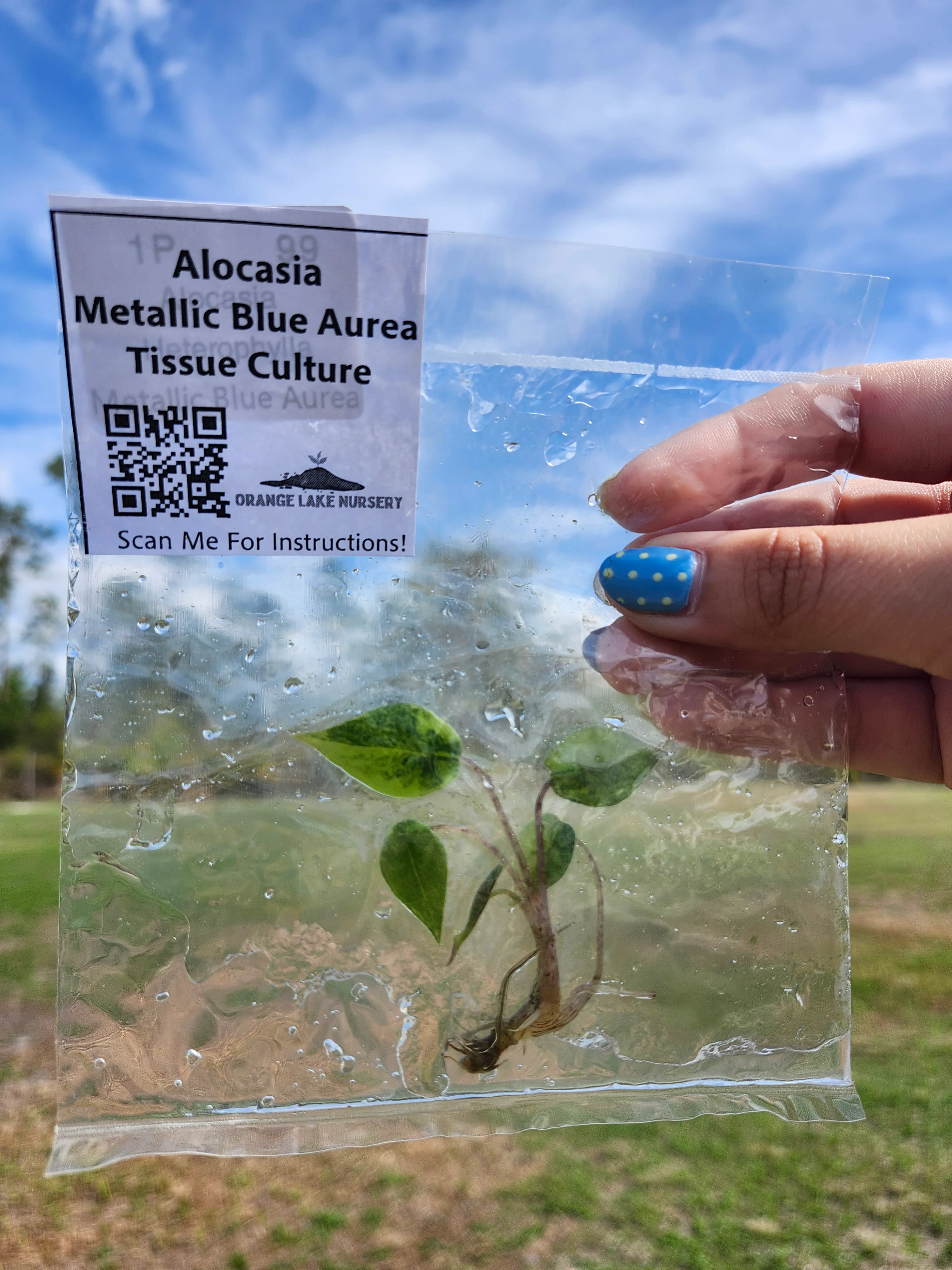 Alocasia Metallic Blue Aurea Tissue Culture - Image 5