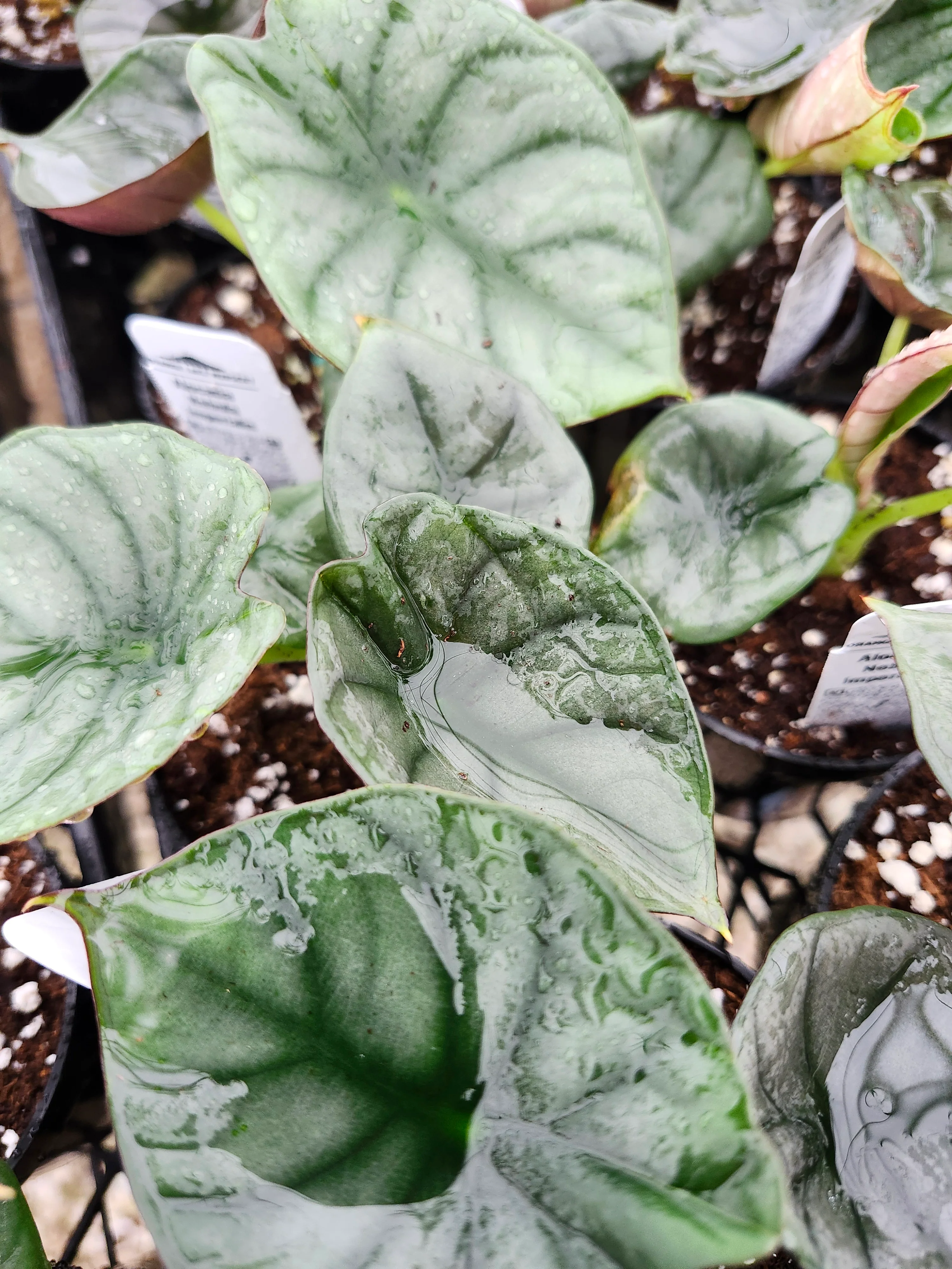 Alocasia Nebula - Image 3