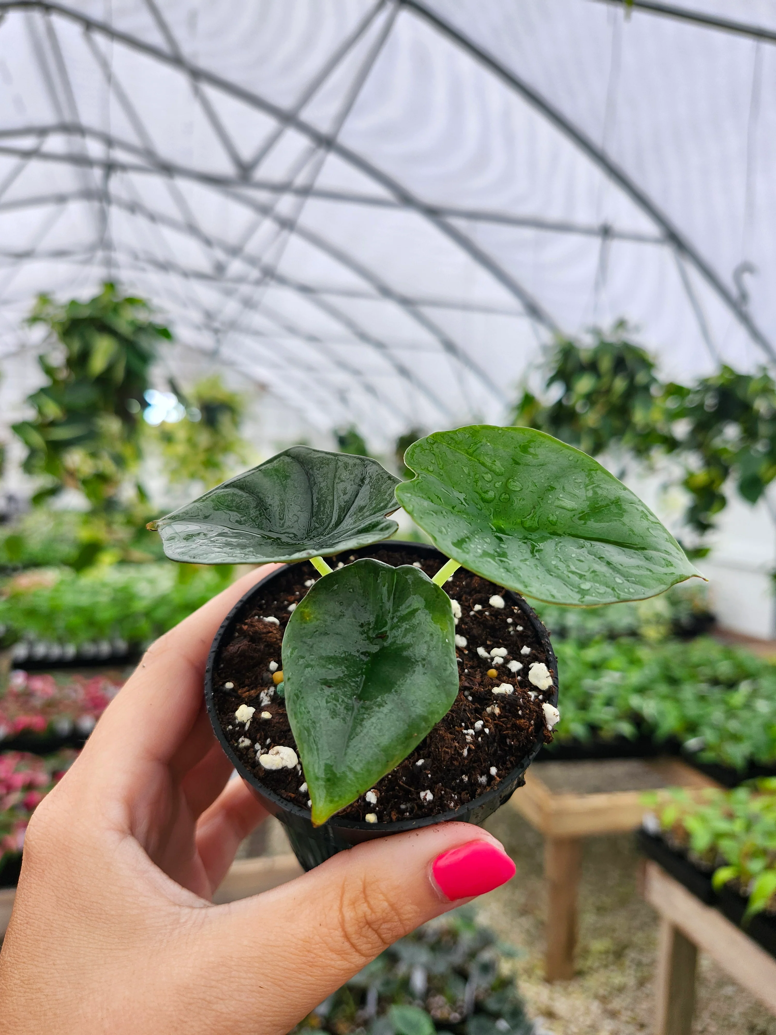 Alocasia Nebula - Image 4