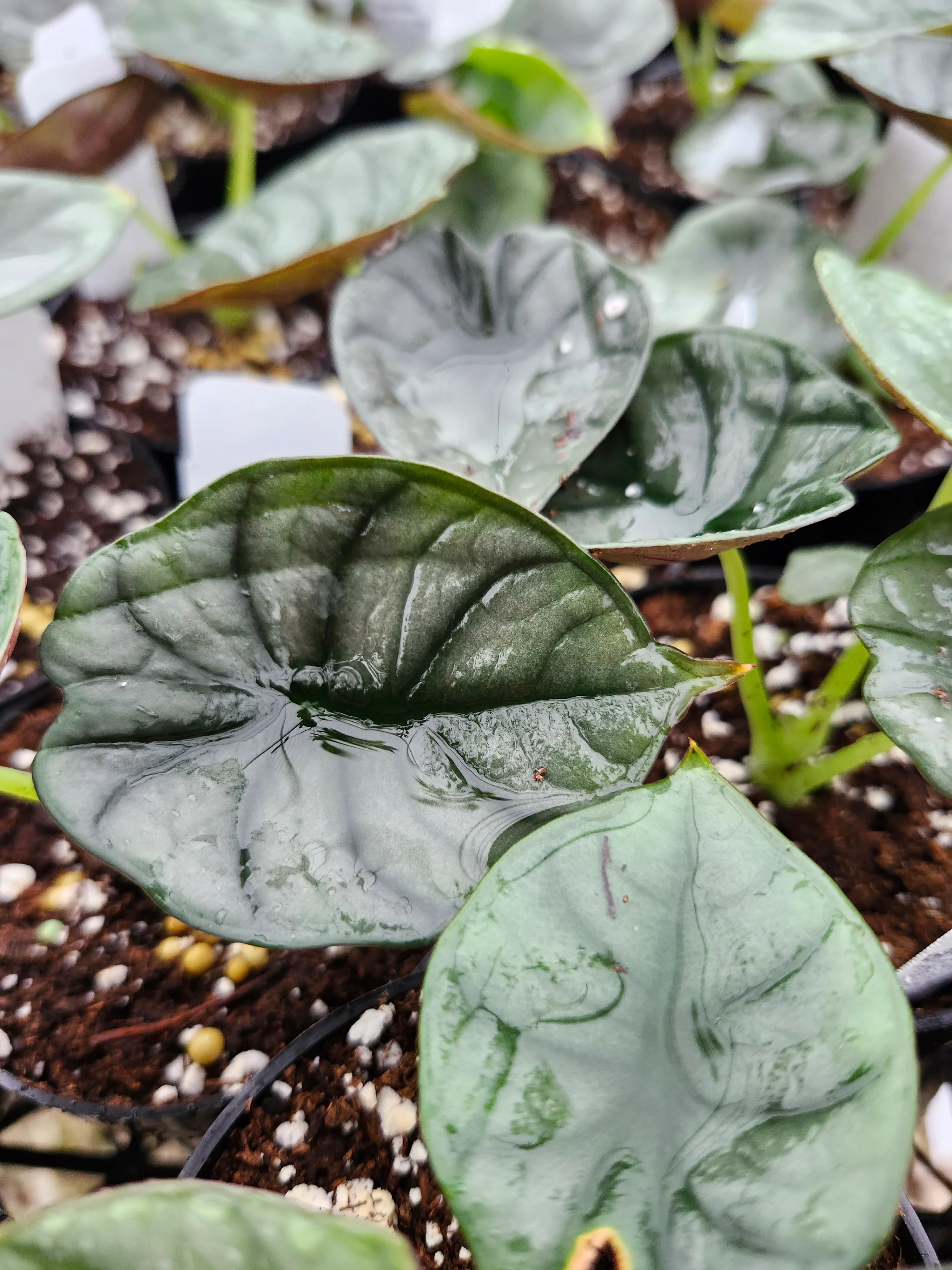 Alocasia Nebula - Image 5