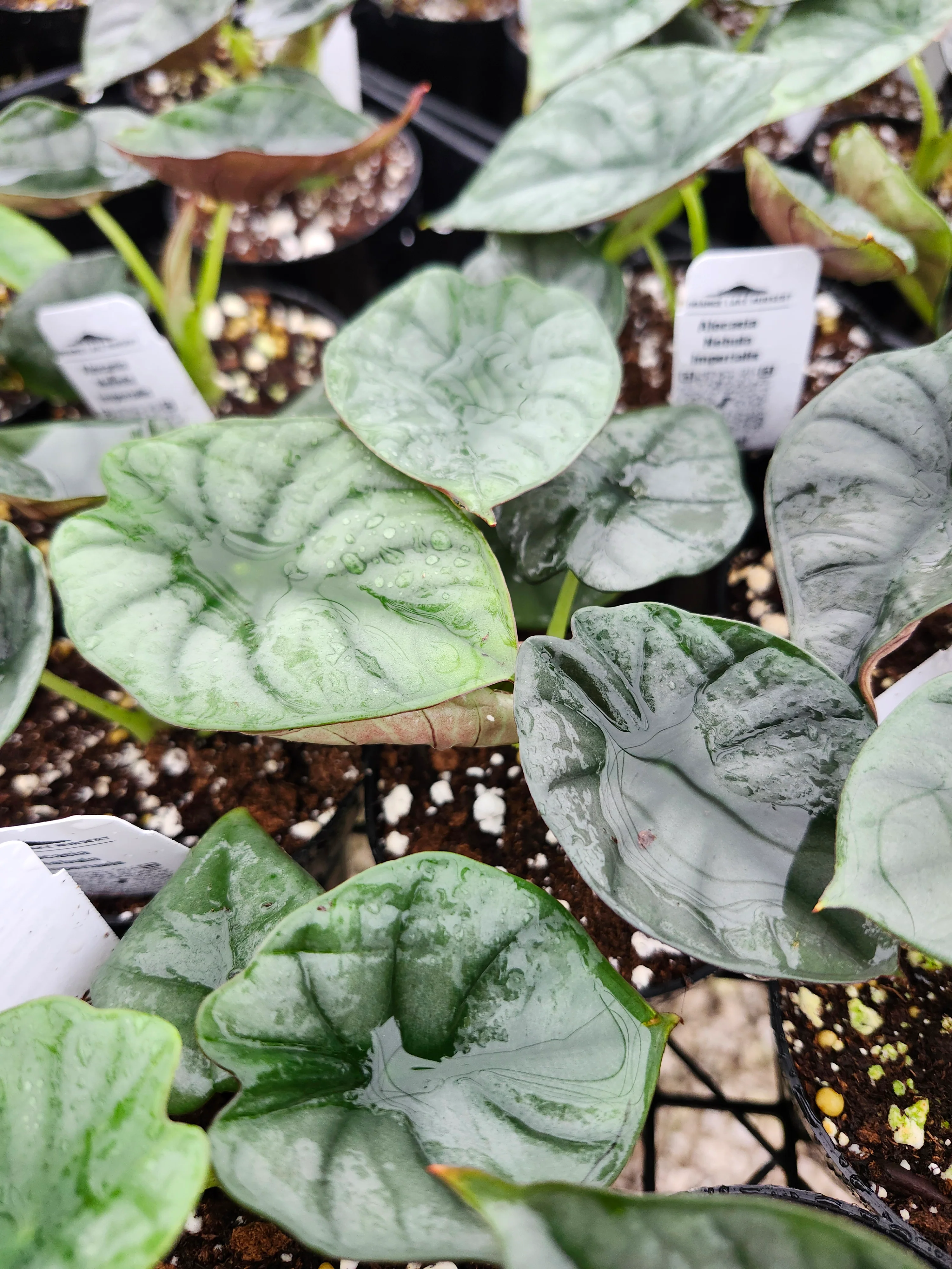 Alocasia Nebula - Image 7