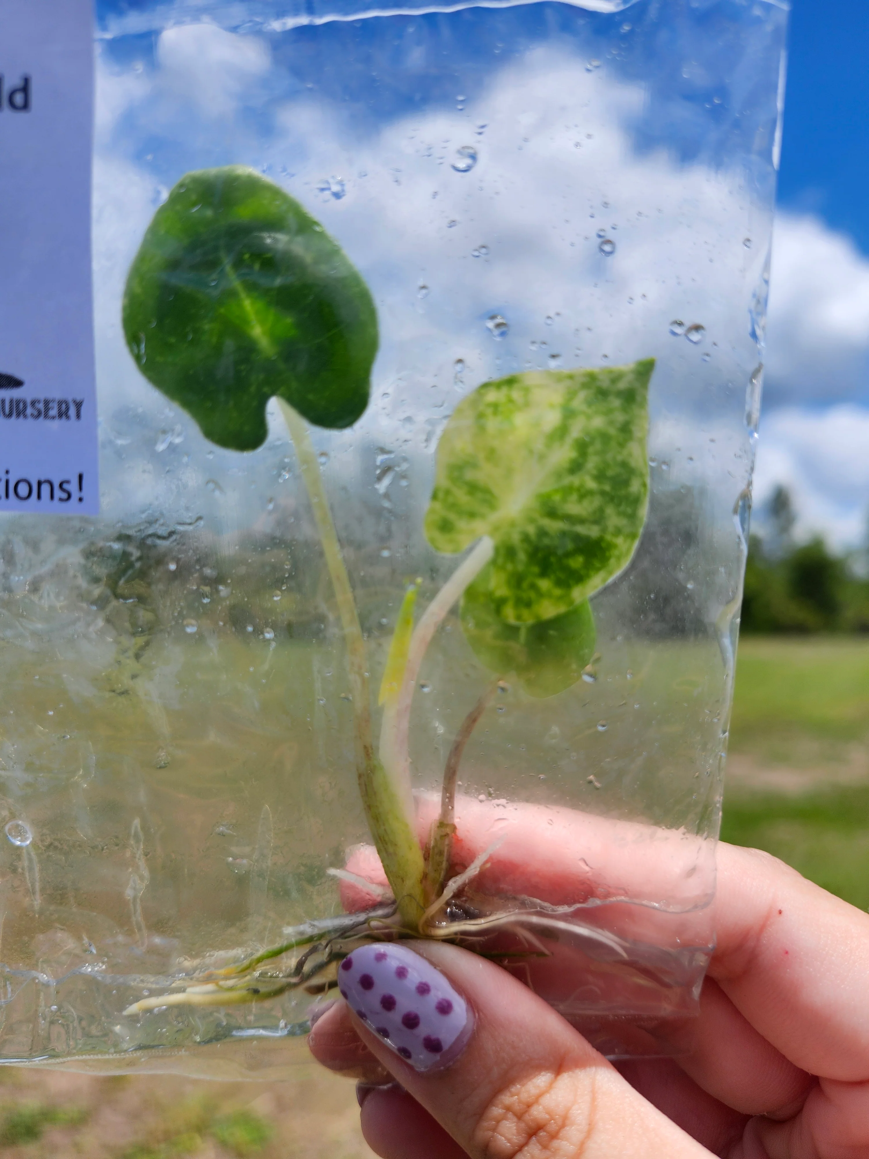 Alocasia New Guinea Gold Tissue Culture - Image 3