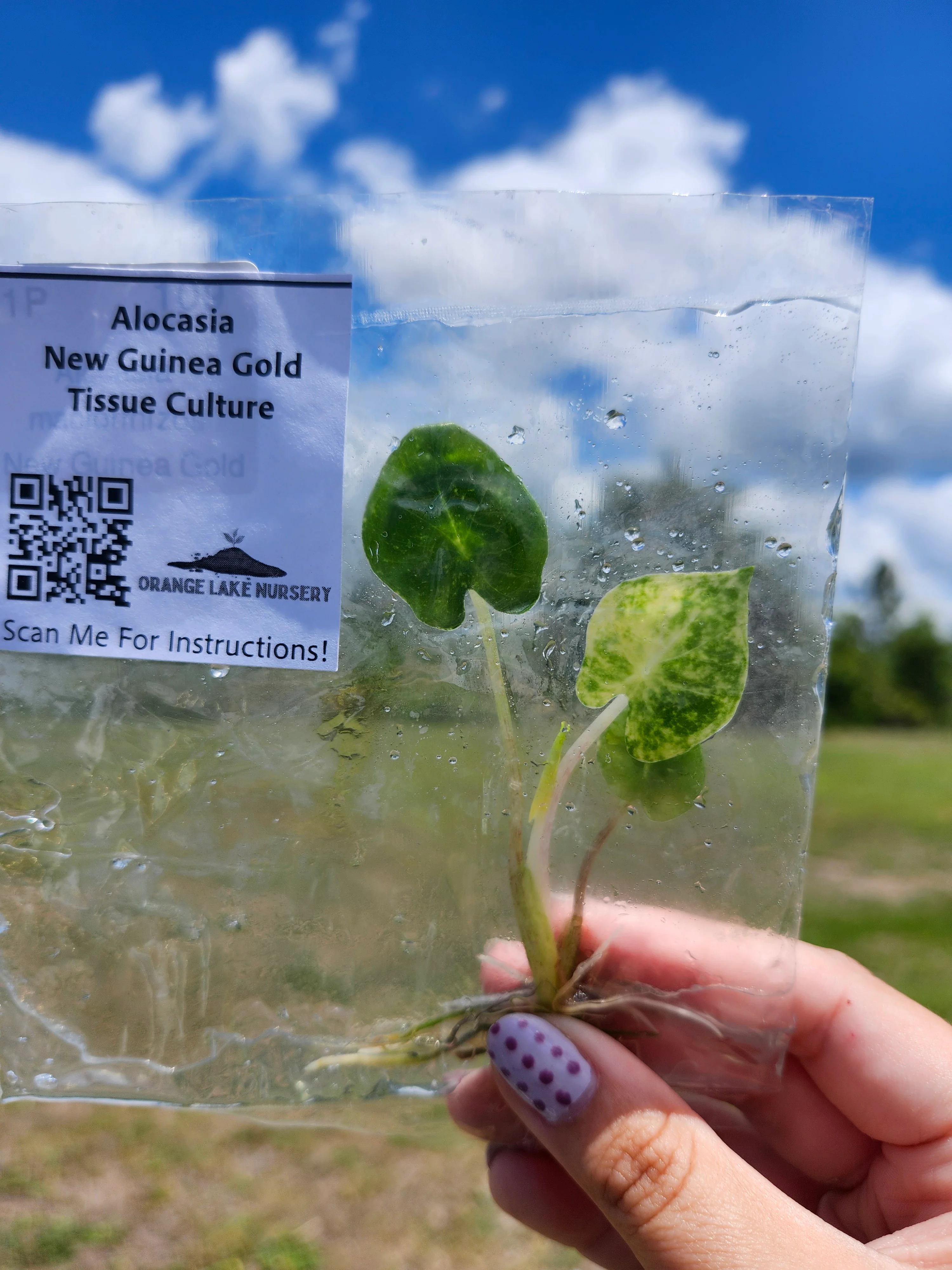 Alocasia New Guinea Gold Tissue Culture - Image 4