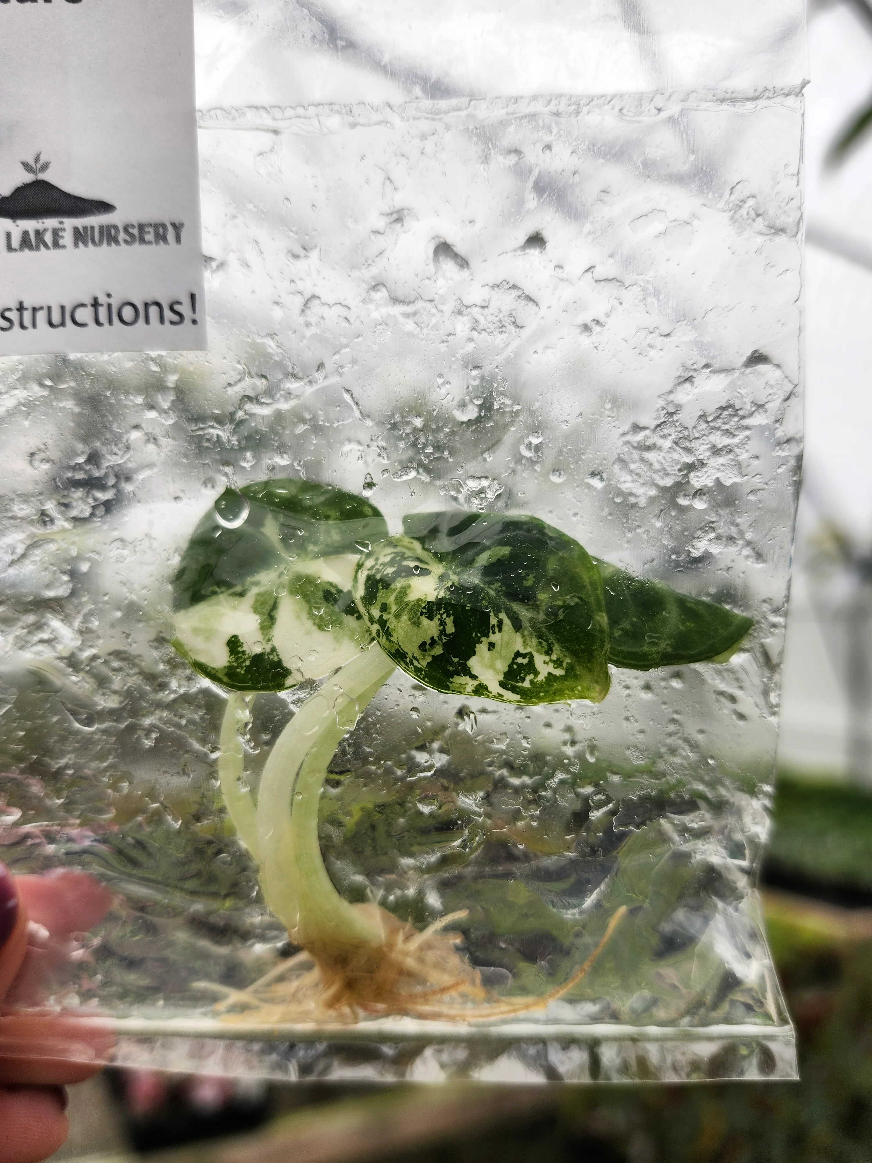 Alocasia Ninja Albo Tissue Culture - Image 2