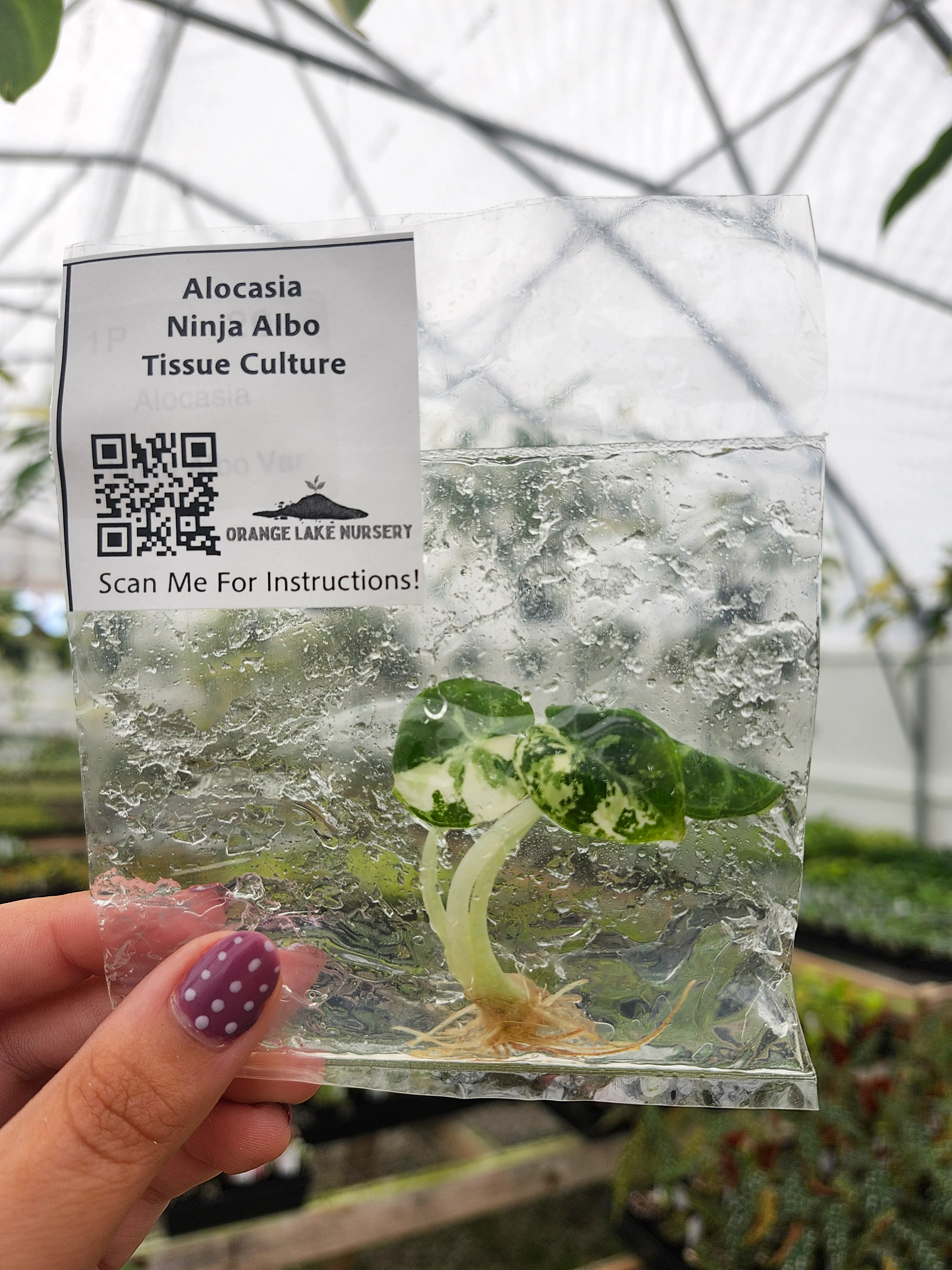 Alocasia Ninja Albo Tissue Culture - Image 3