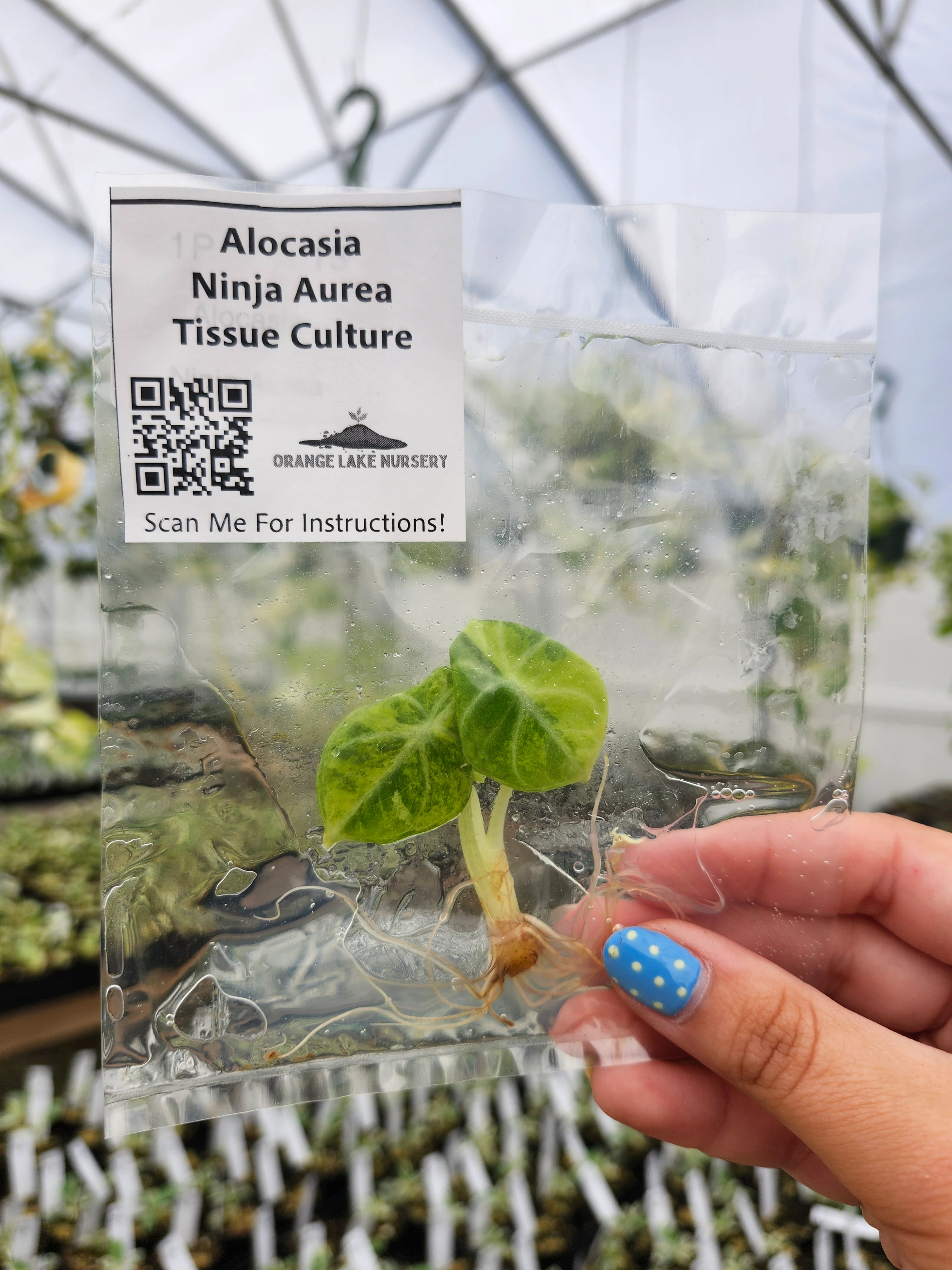 Alocasia Ninja Aurea Tissue Culture - Image 2