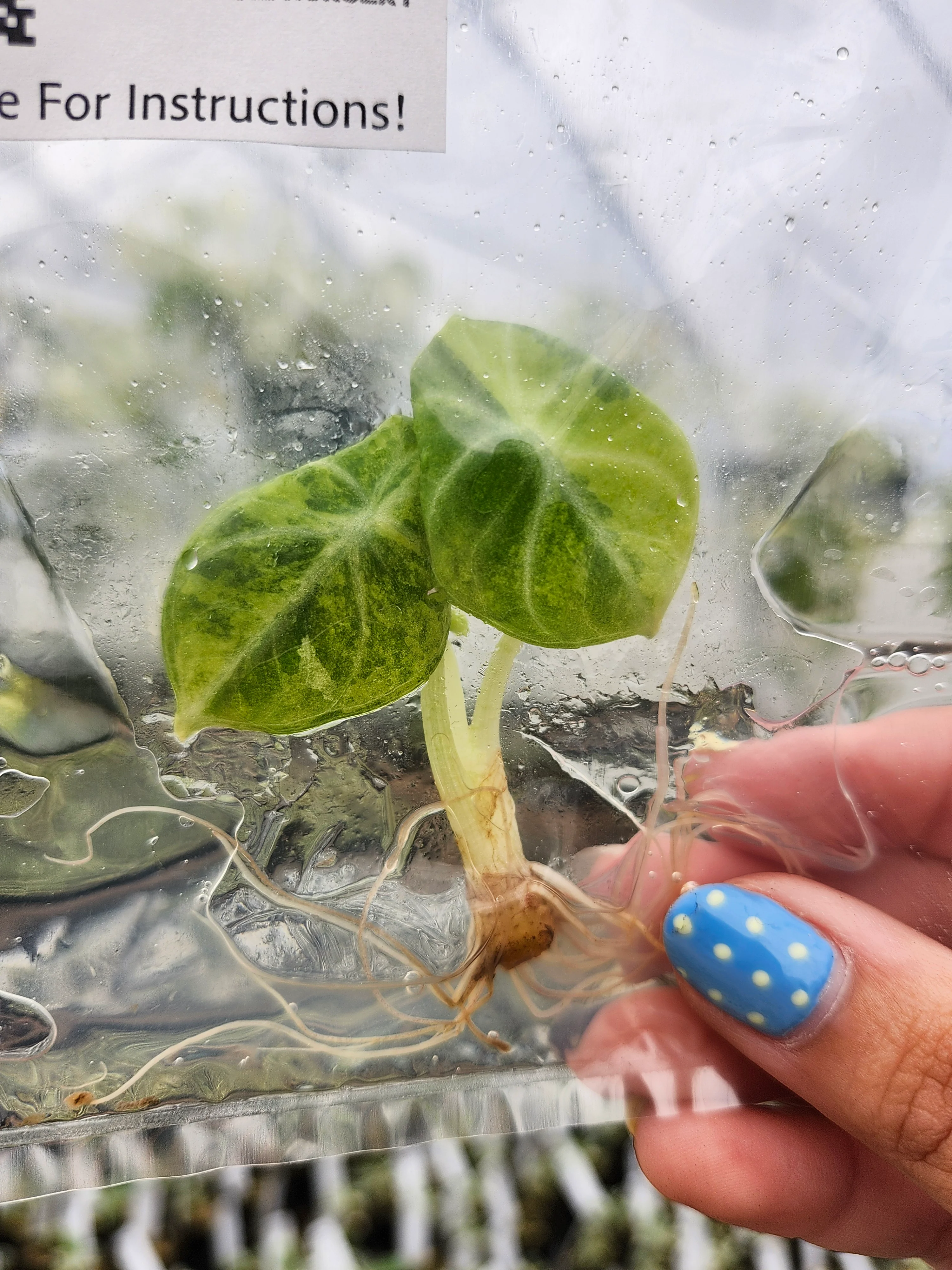 Alocasia Ninja Aurea Tissue Culture - Image 5