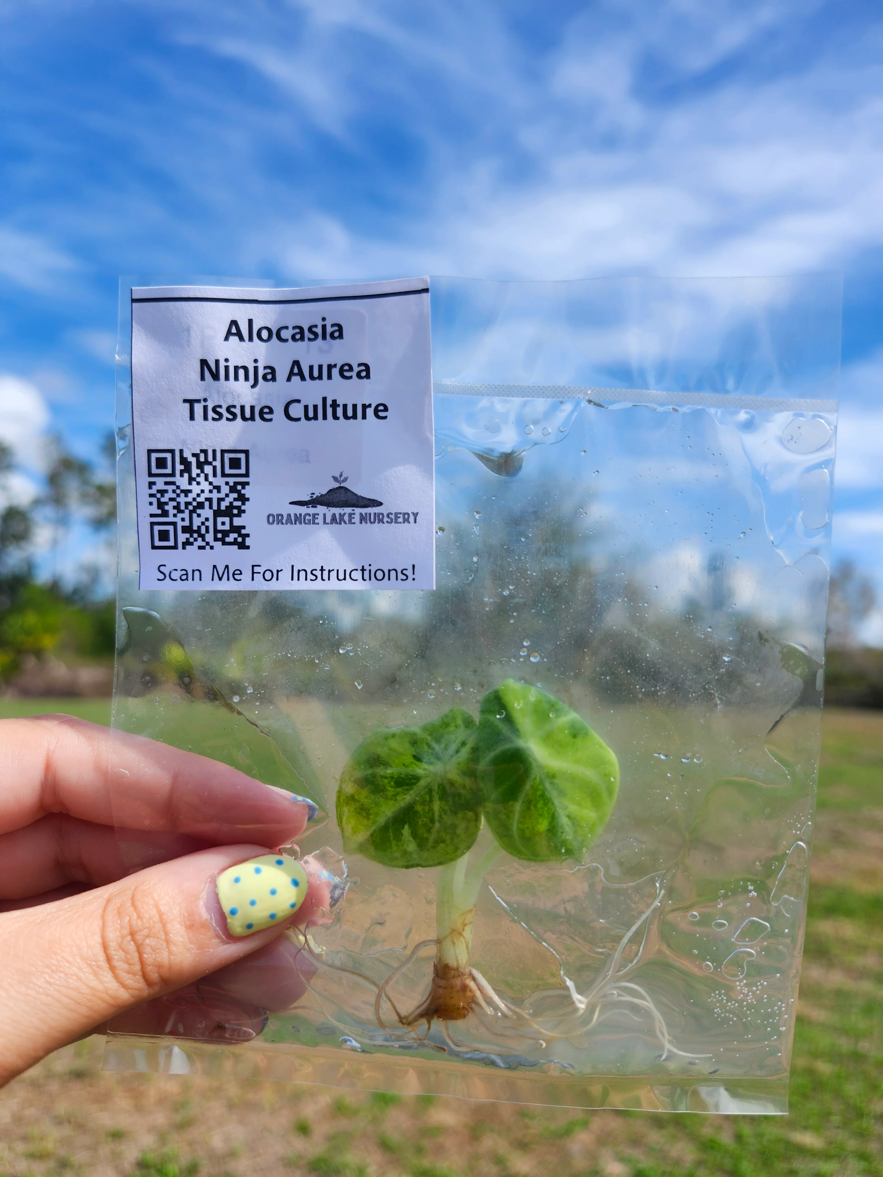 Alocasia Ninja Aurea Tissue Culture - Image 6