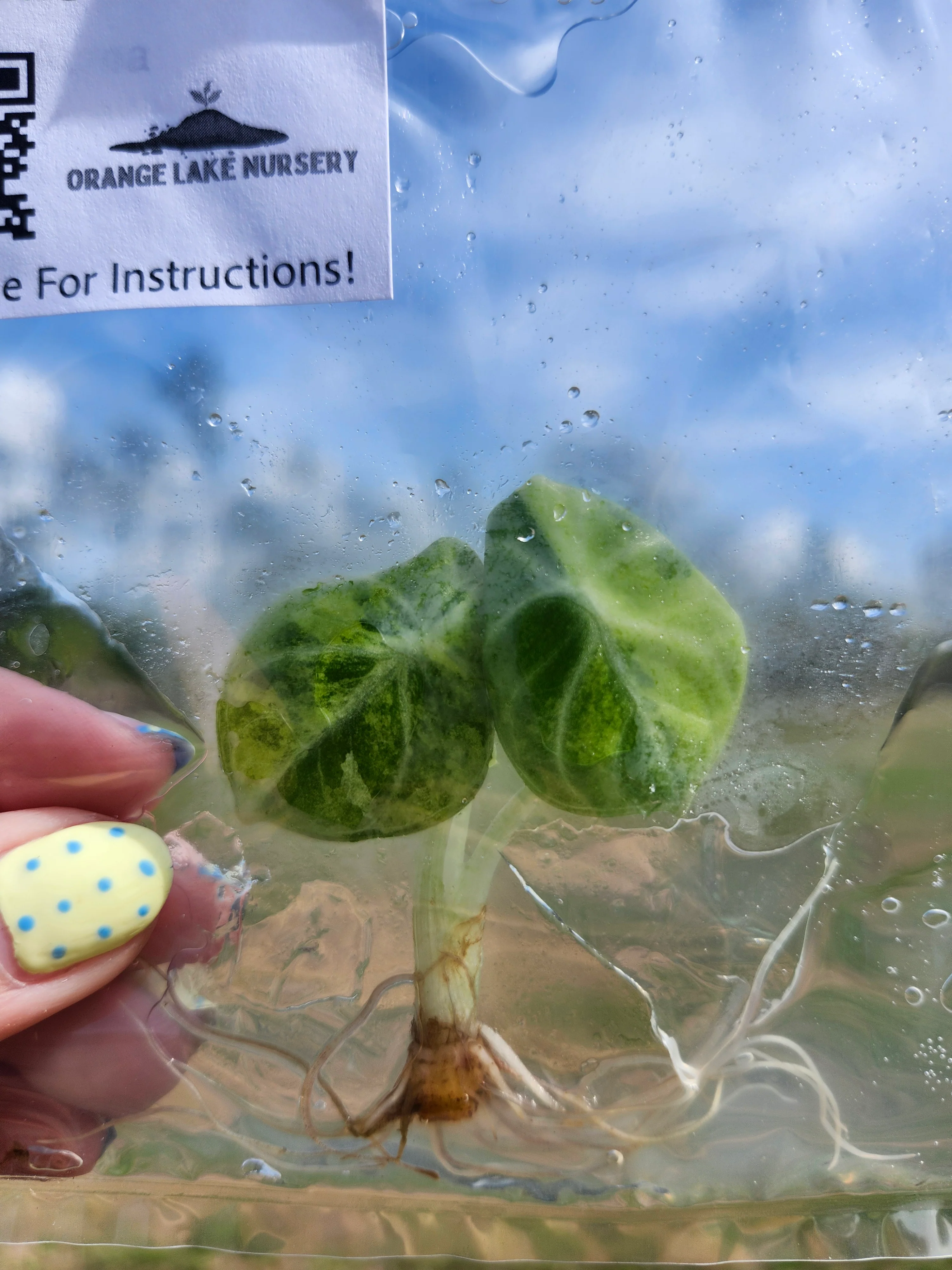 Alocasia Ninja Aurea Tissue Culture - Image 7