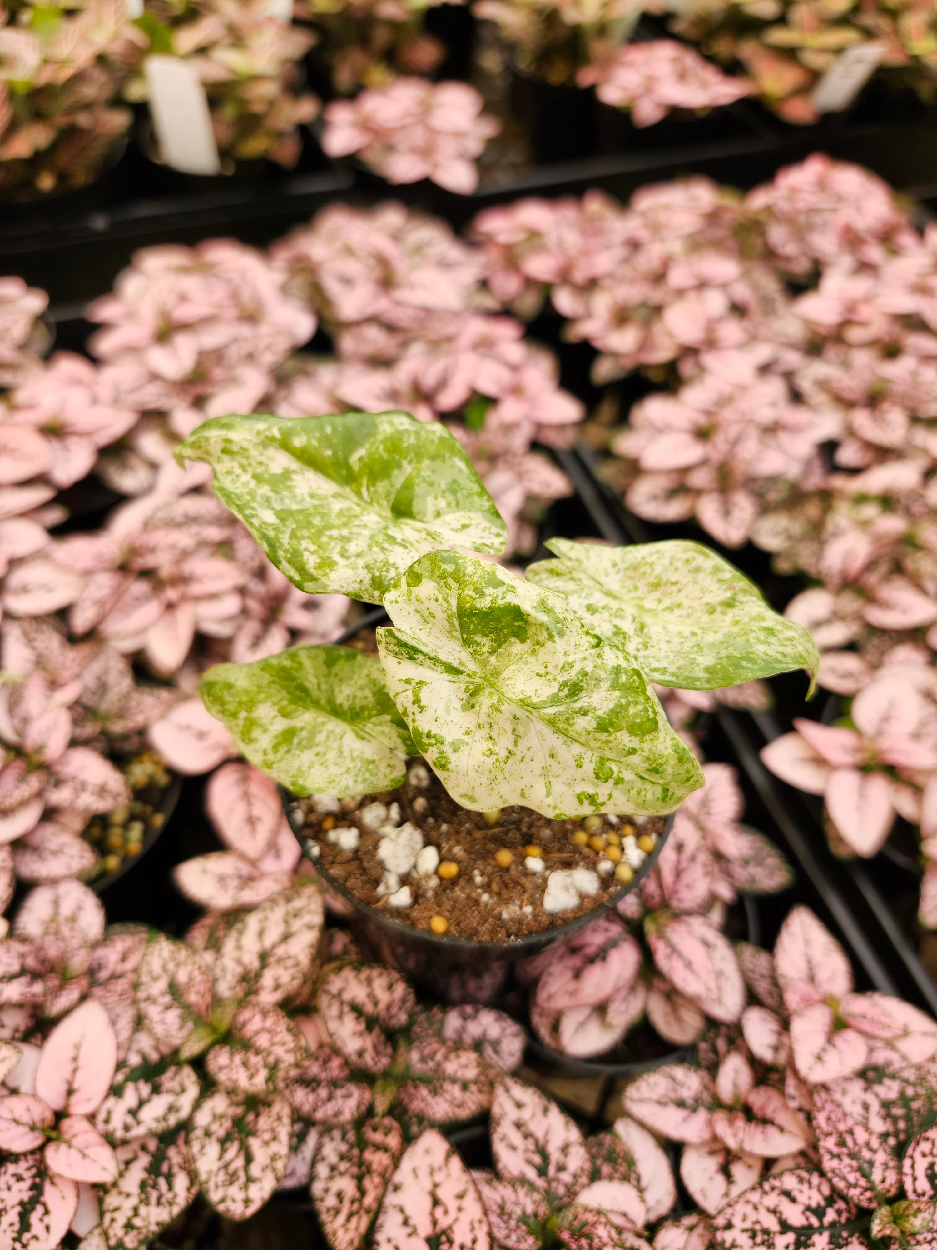 Alocasia Odora Batik - Image 6