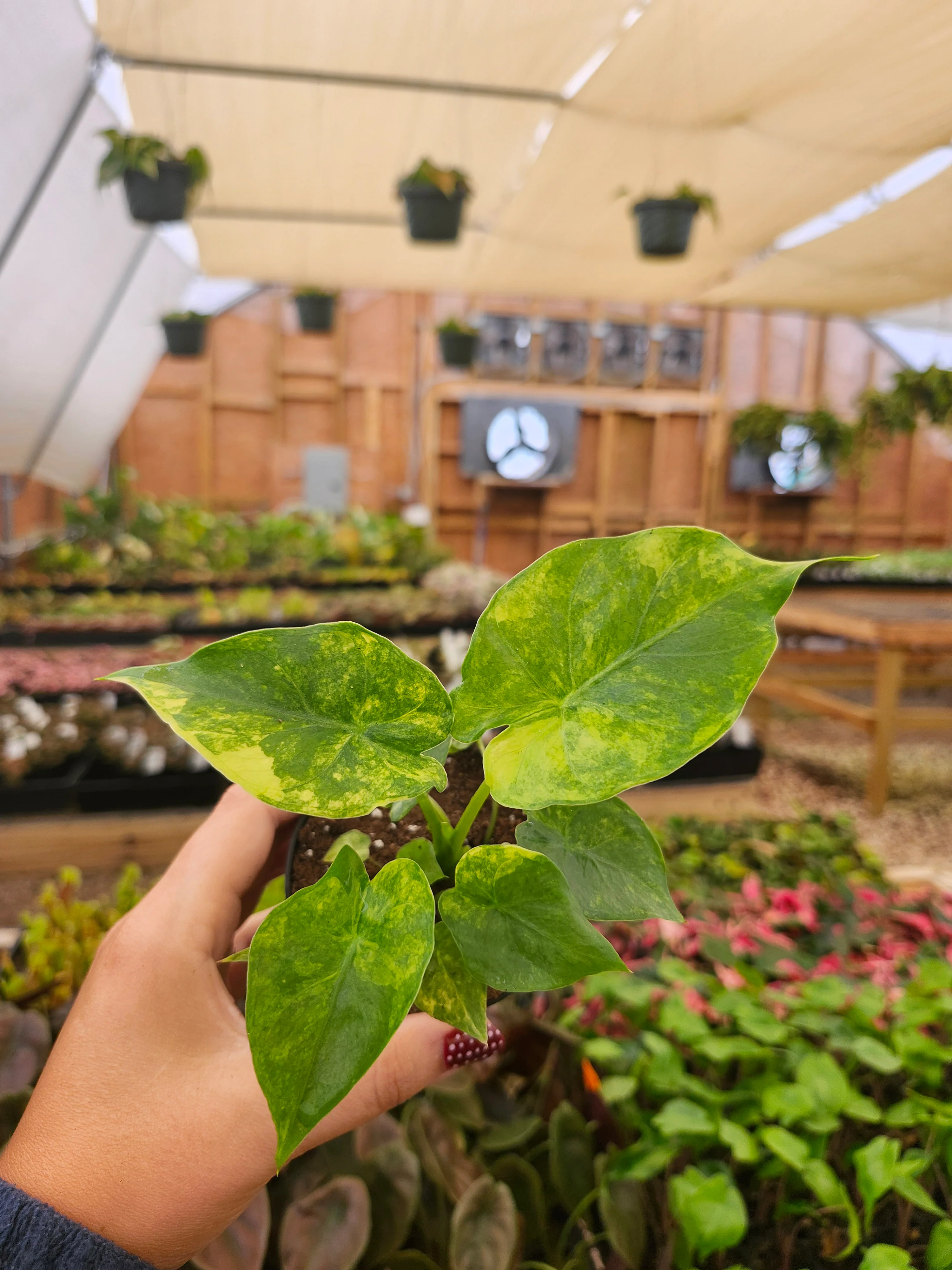 Alocasia Odora Aurea - Image 3