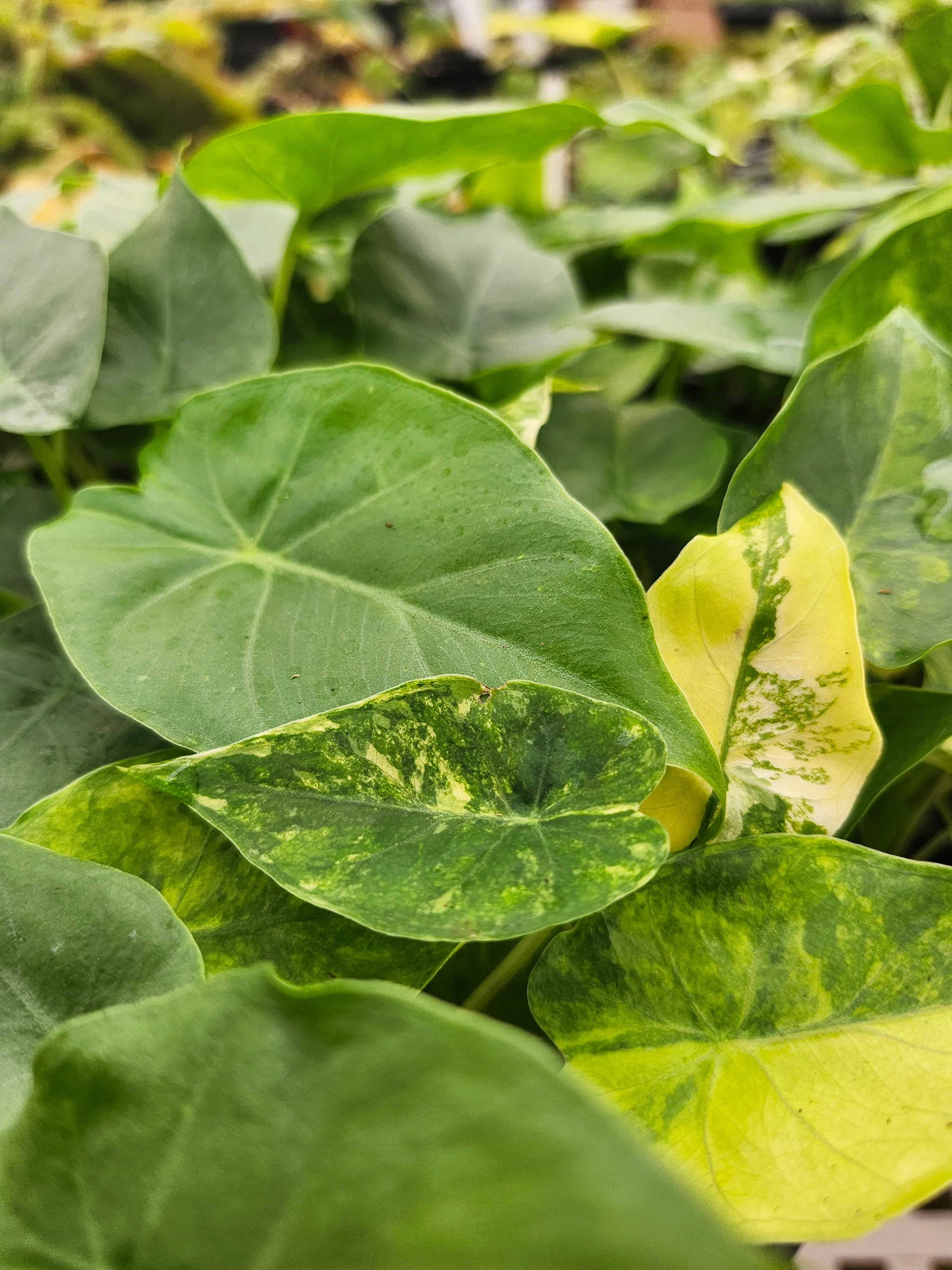 Alocasia Odora Aurea - Image 4