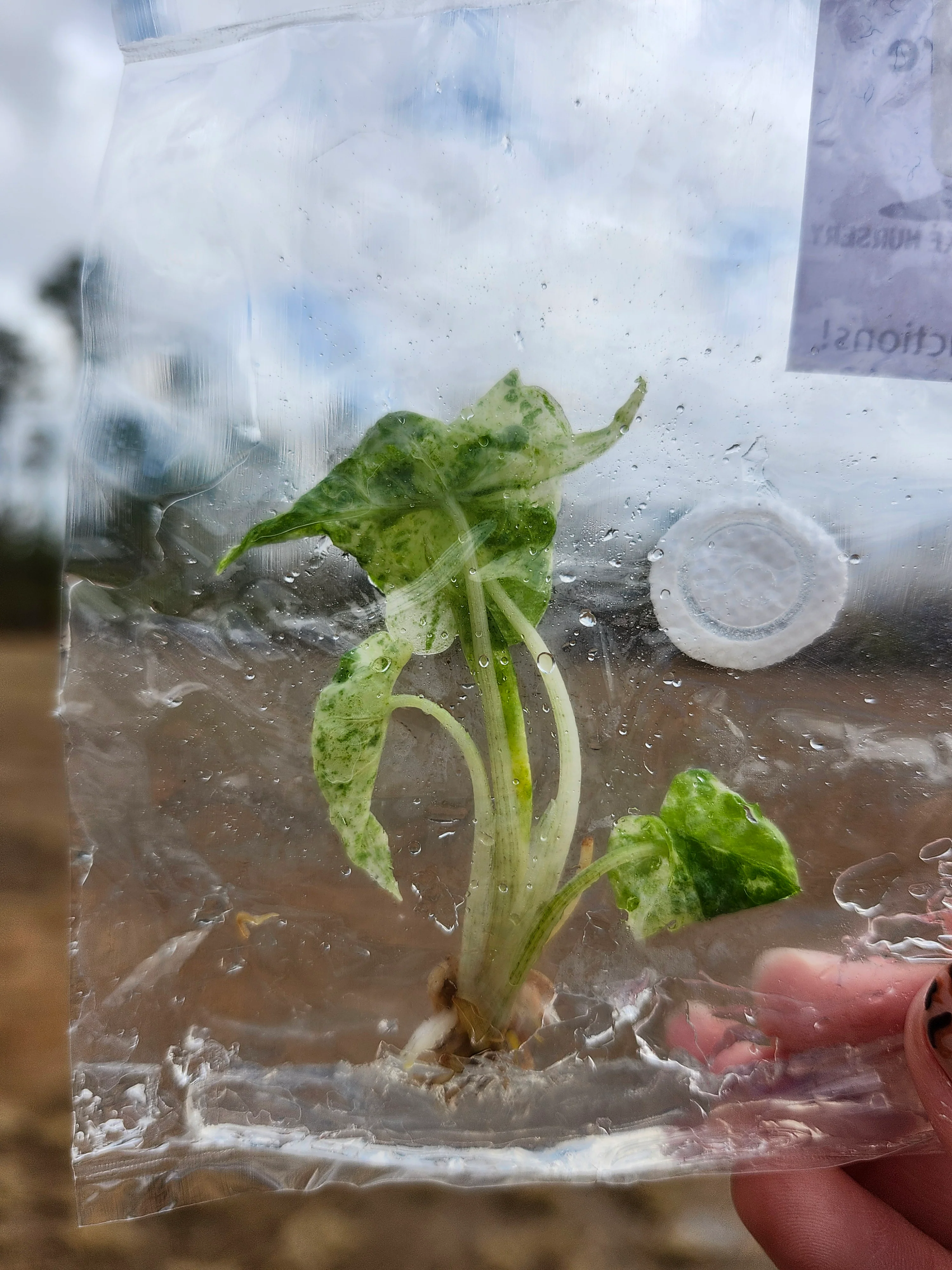 Alocasia Odora Batik Tissue Culture - Image 6