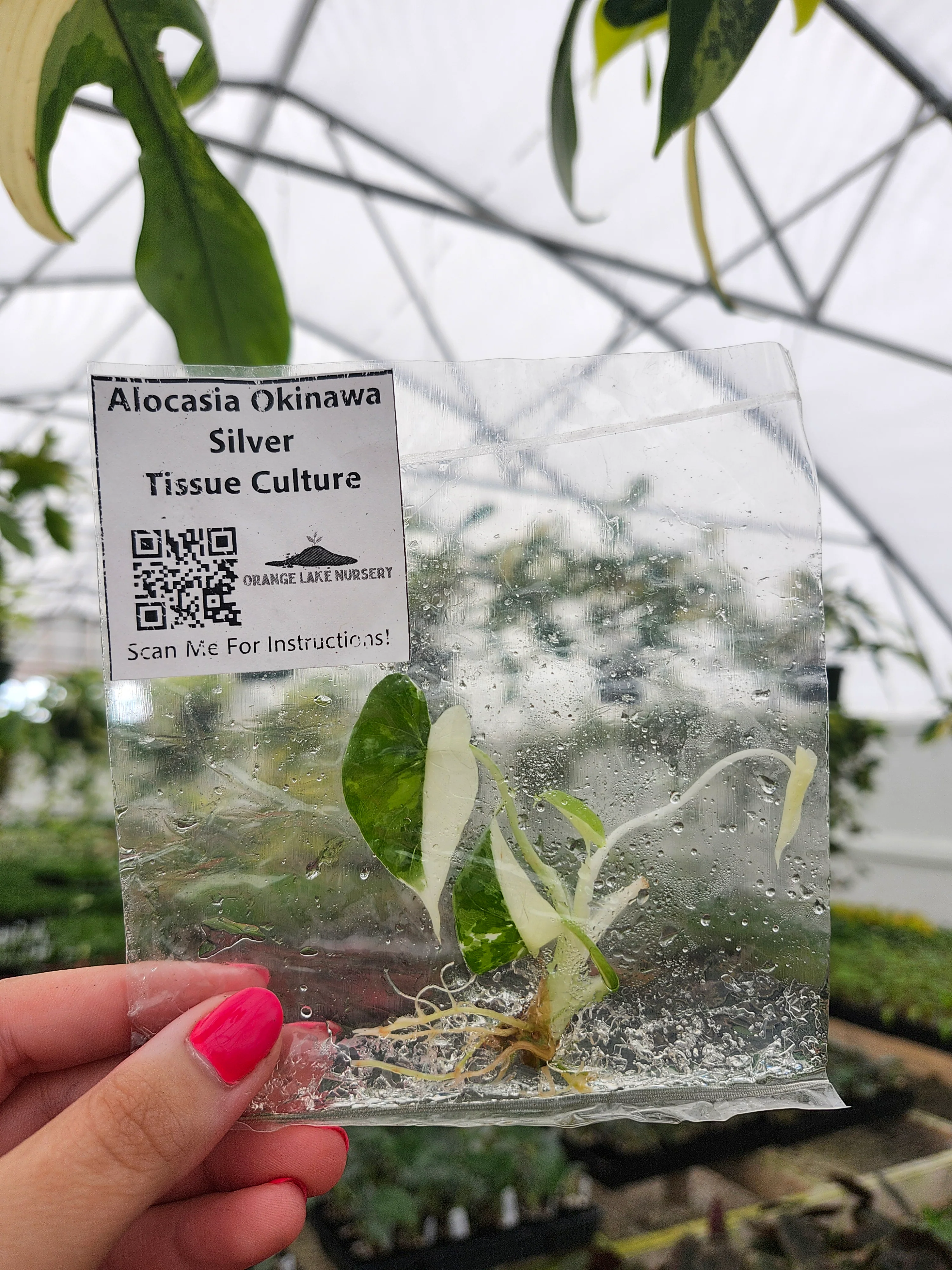 Alocasia Okinawa Silver Tissue Culture