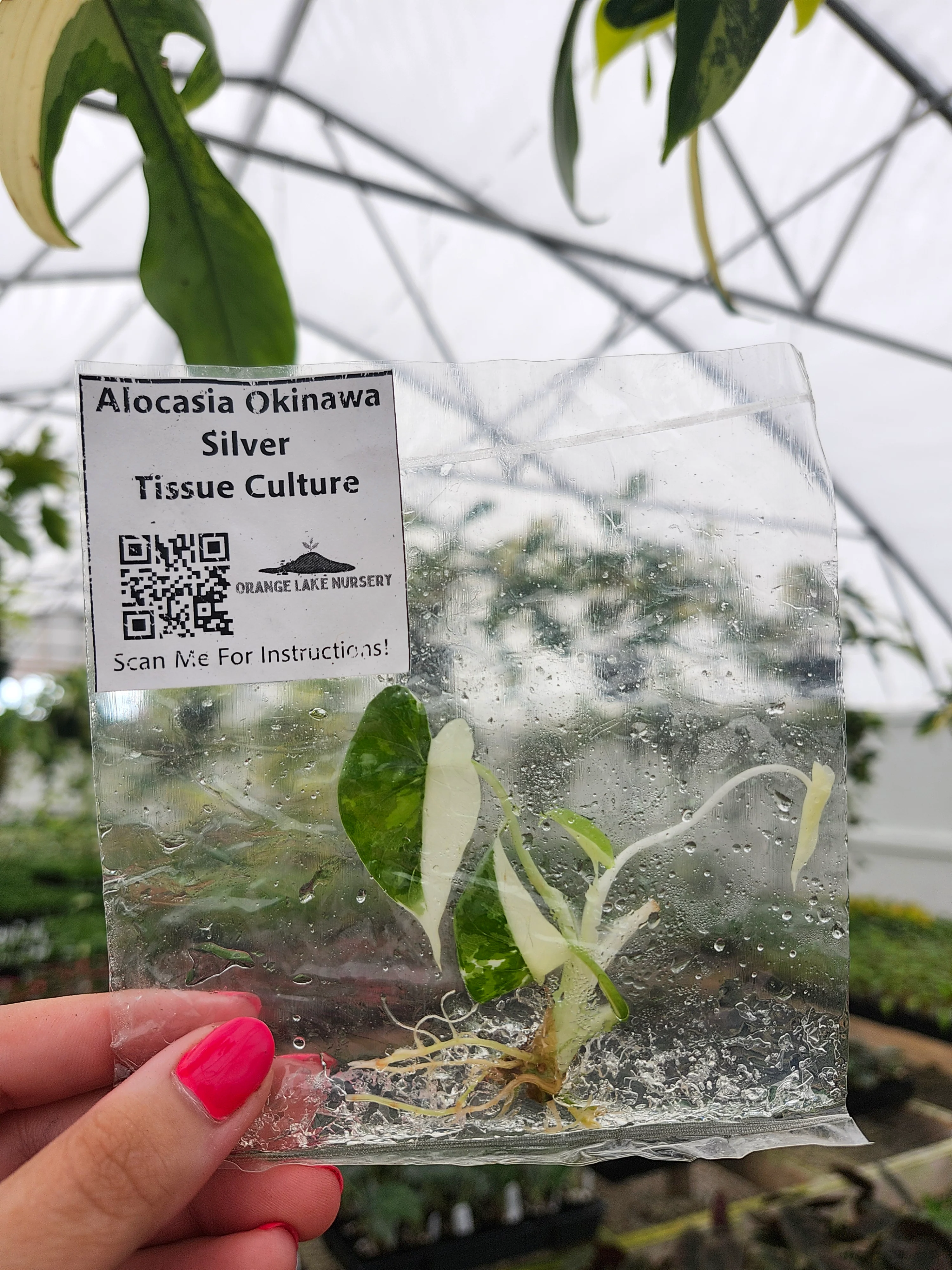Alocasia Okinawa Silver Tissue Culture - Image 3