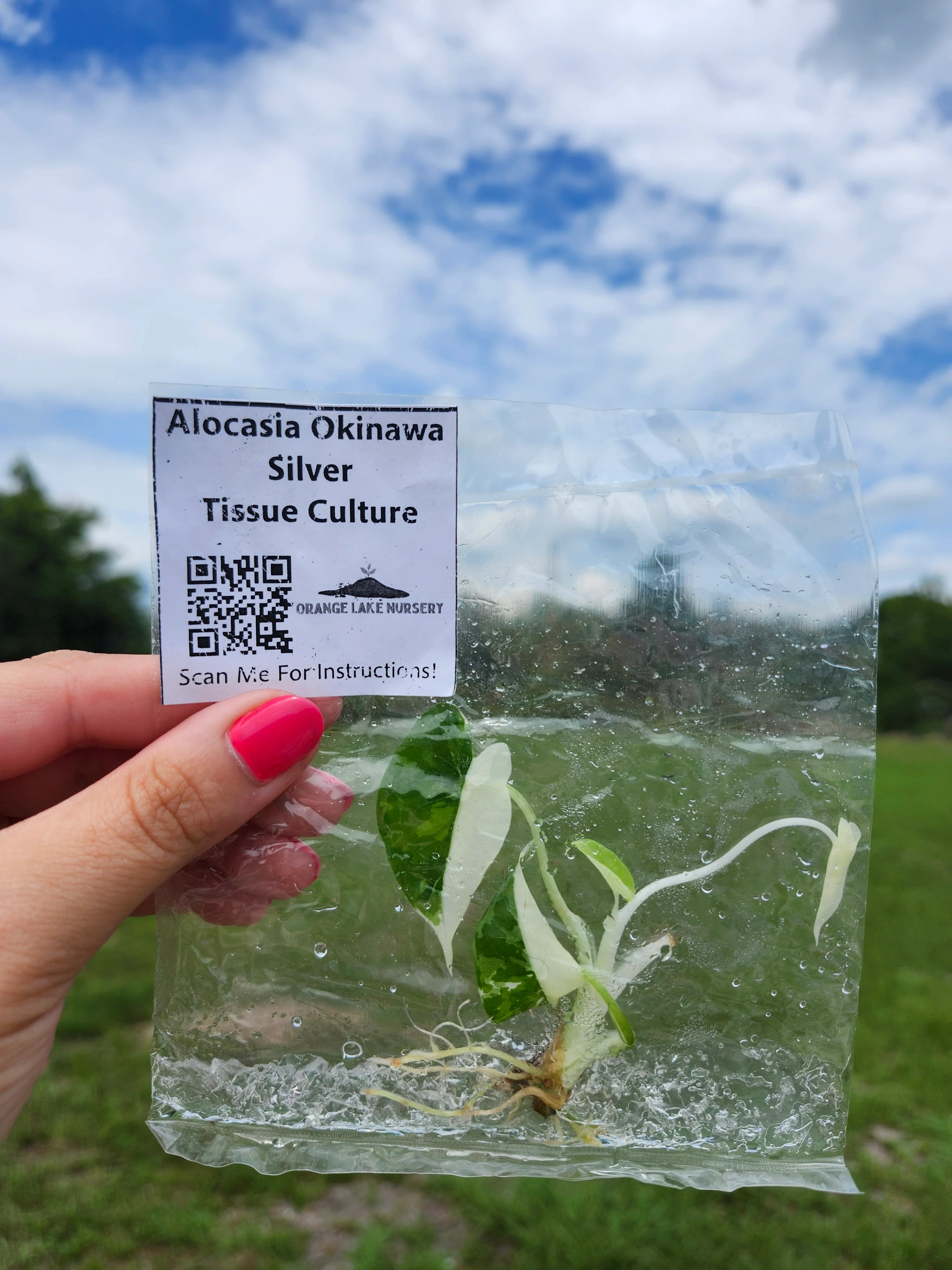 Alocasia Okinawa Silver Tissue Culture - Image 4