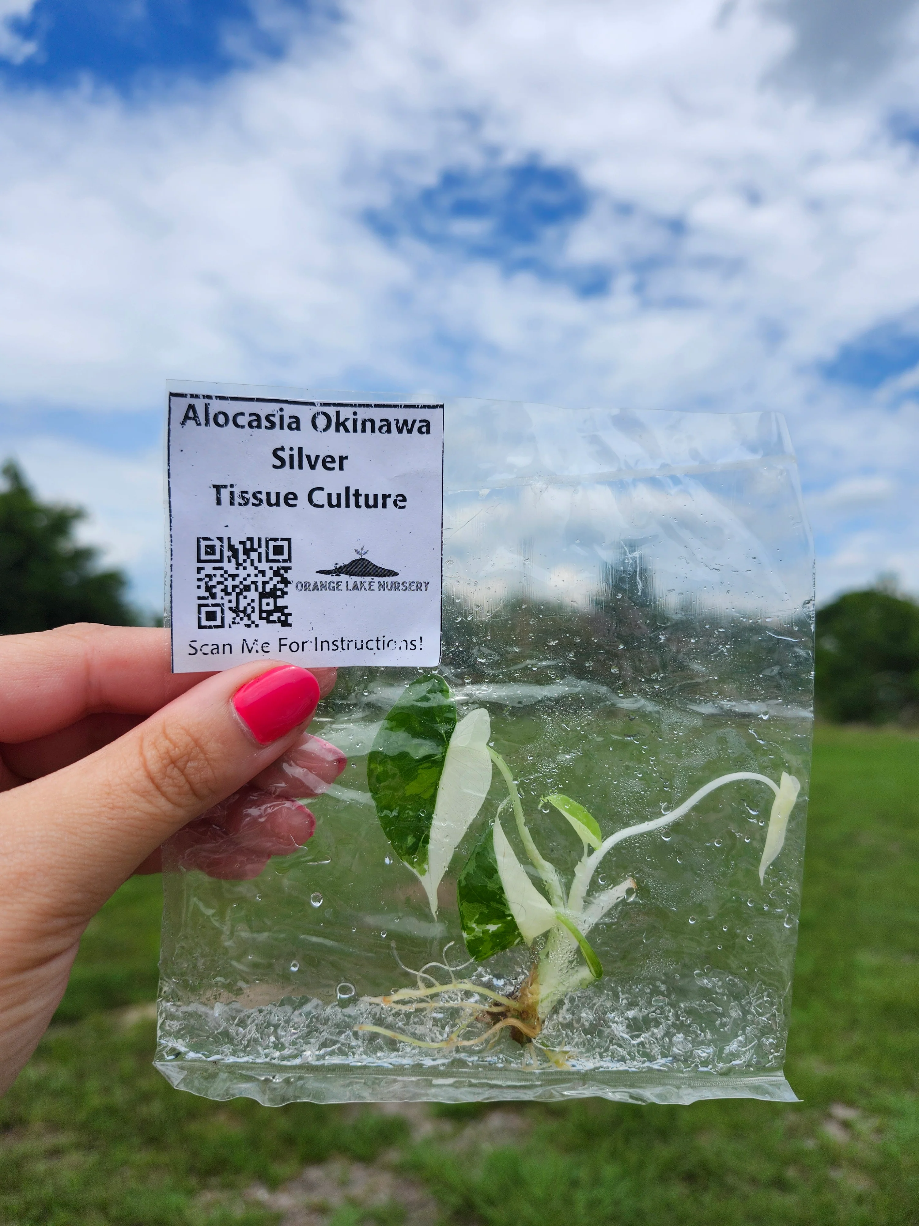 Alocasia Okinawa Silver Tissue Culture - Image 5