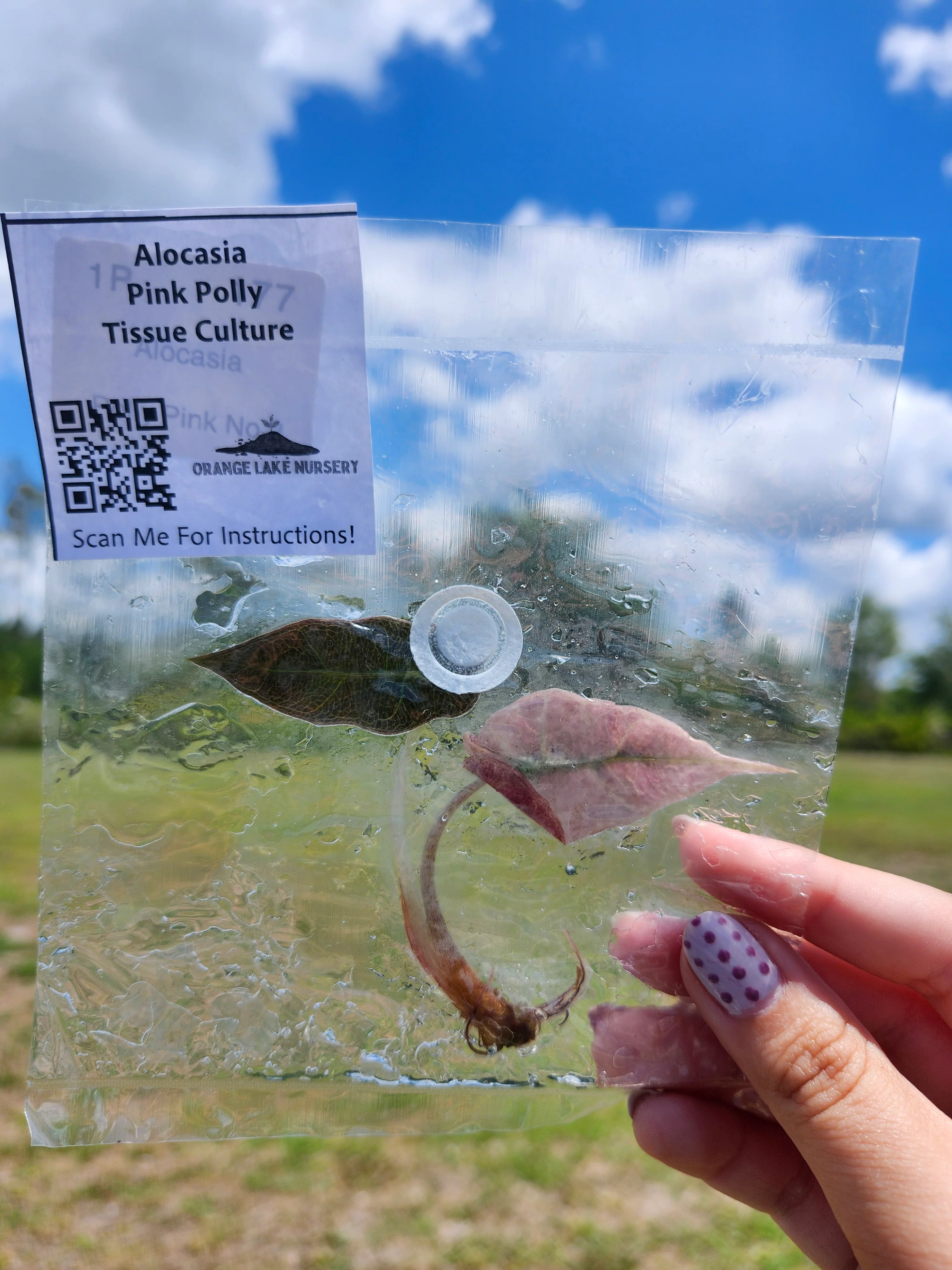 Alocasia Pink Polly Tissue Culture - Image 5