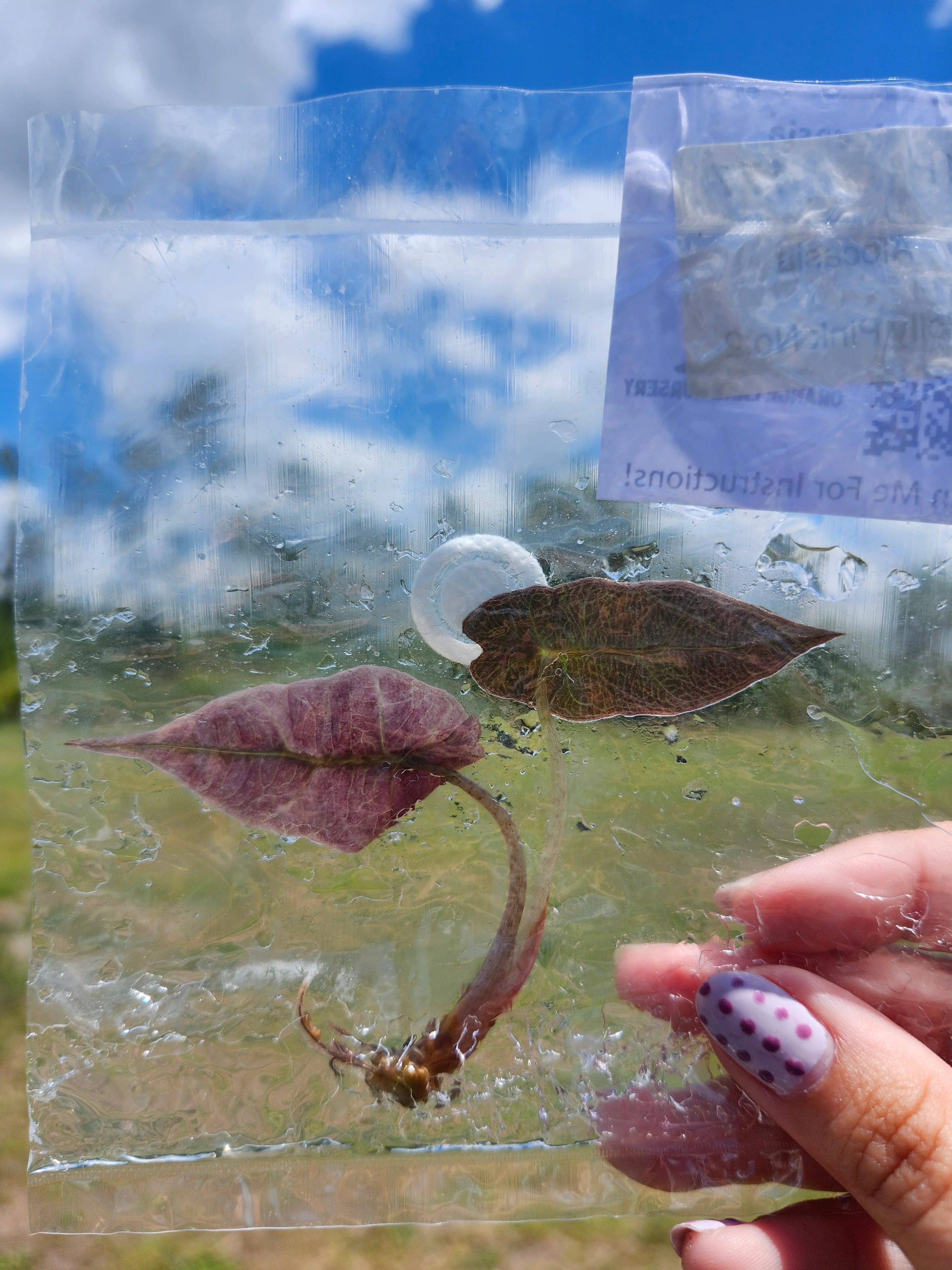 Alocasia Pink Polly Tissue Culture - Image 6