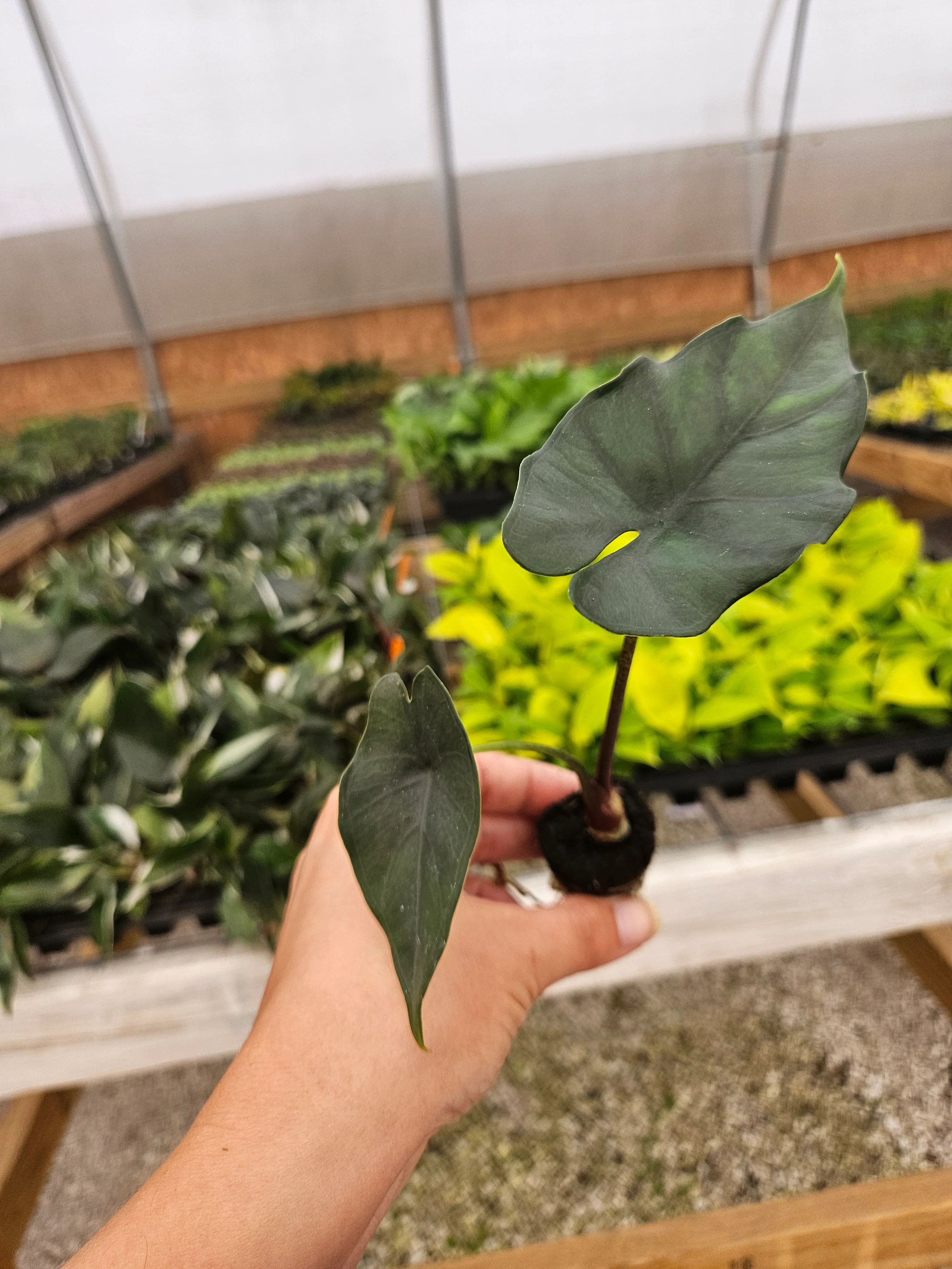 Alocasia Purple Cloak - Image 6