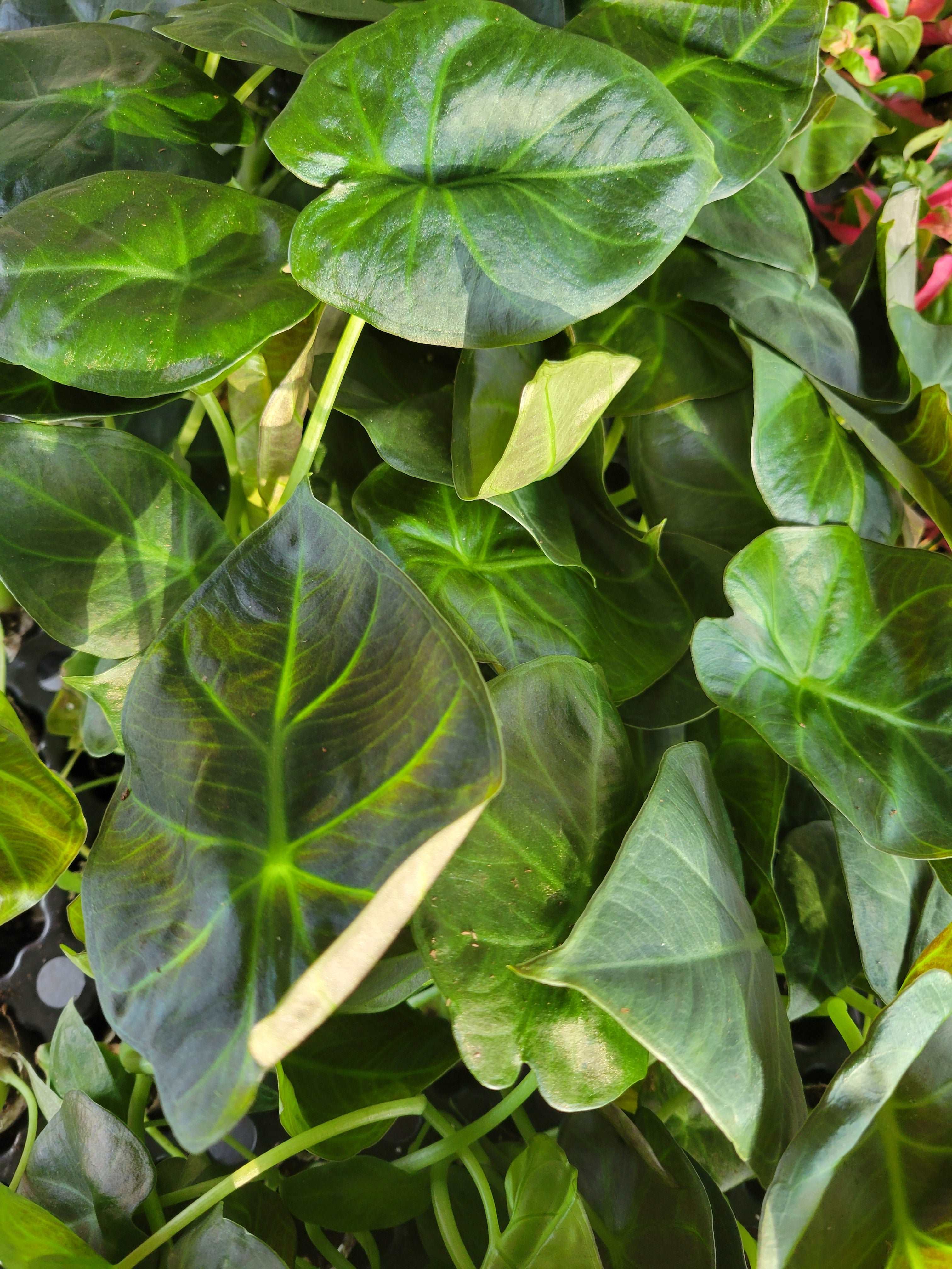Alocasia Regal Shield - Image 3