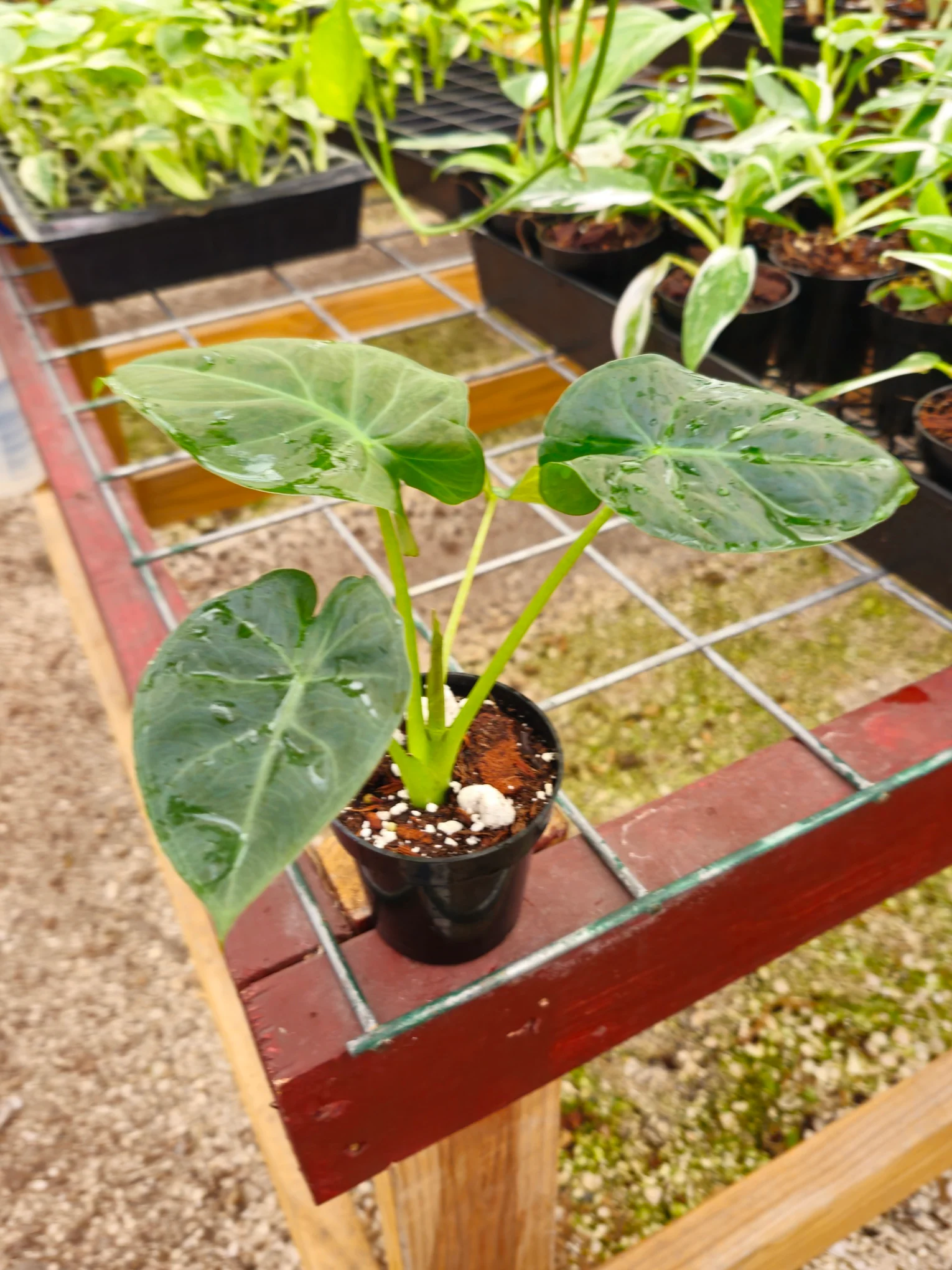 Alocasia Regal Shield - Image 4