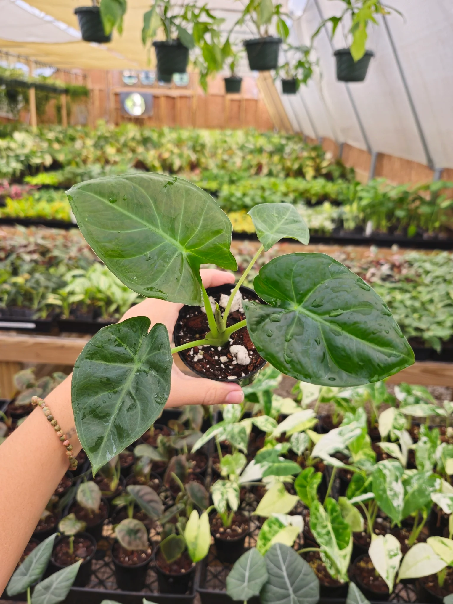 Alocasia Regal Shield - Image 6