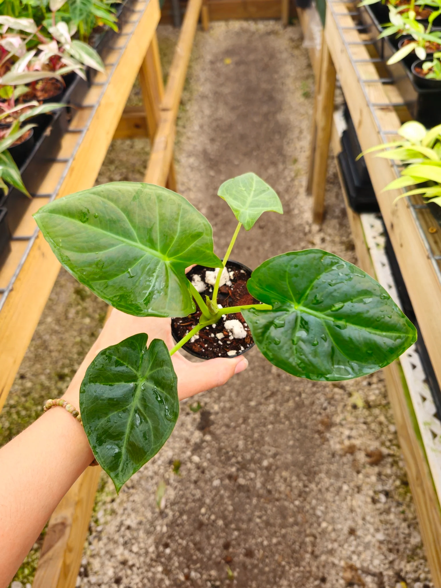 Alocasia Regal Shield - Image 8
