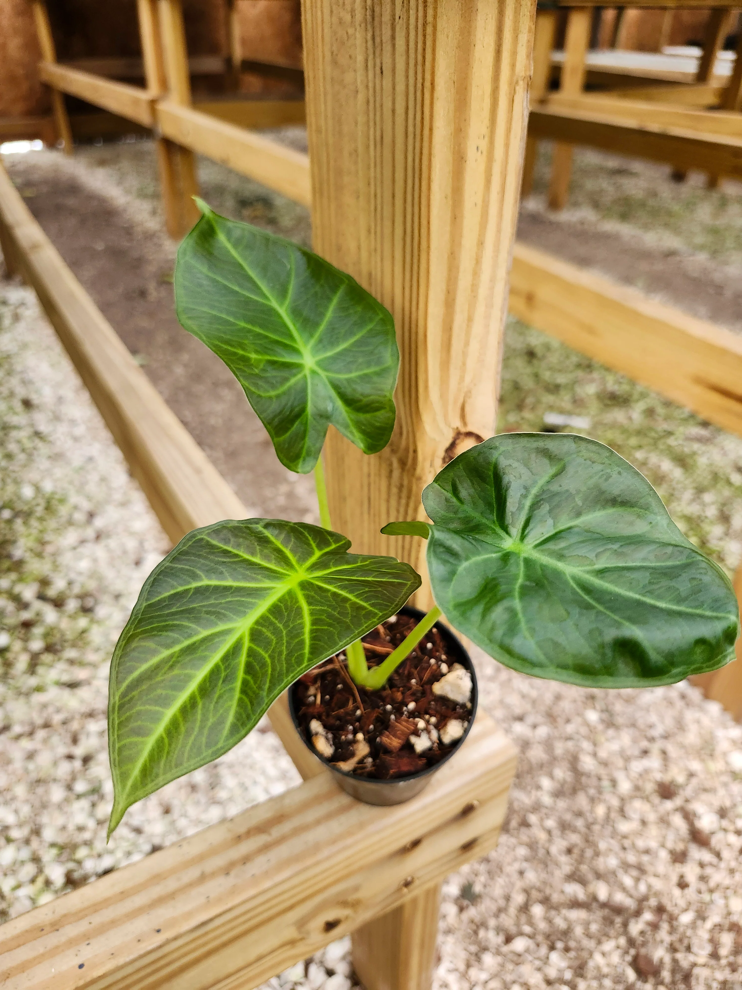 Alocasia Regal Shield - Image 9