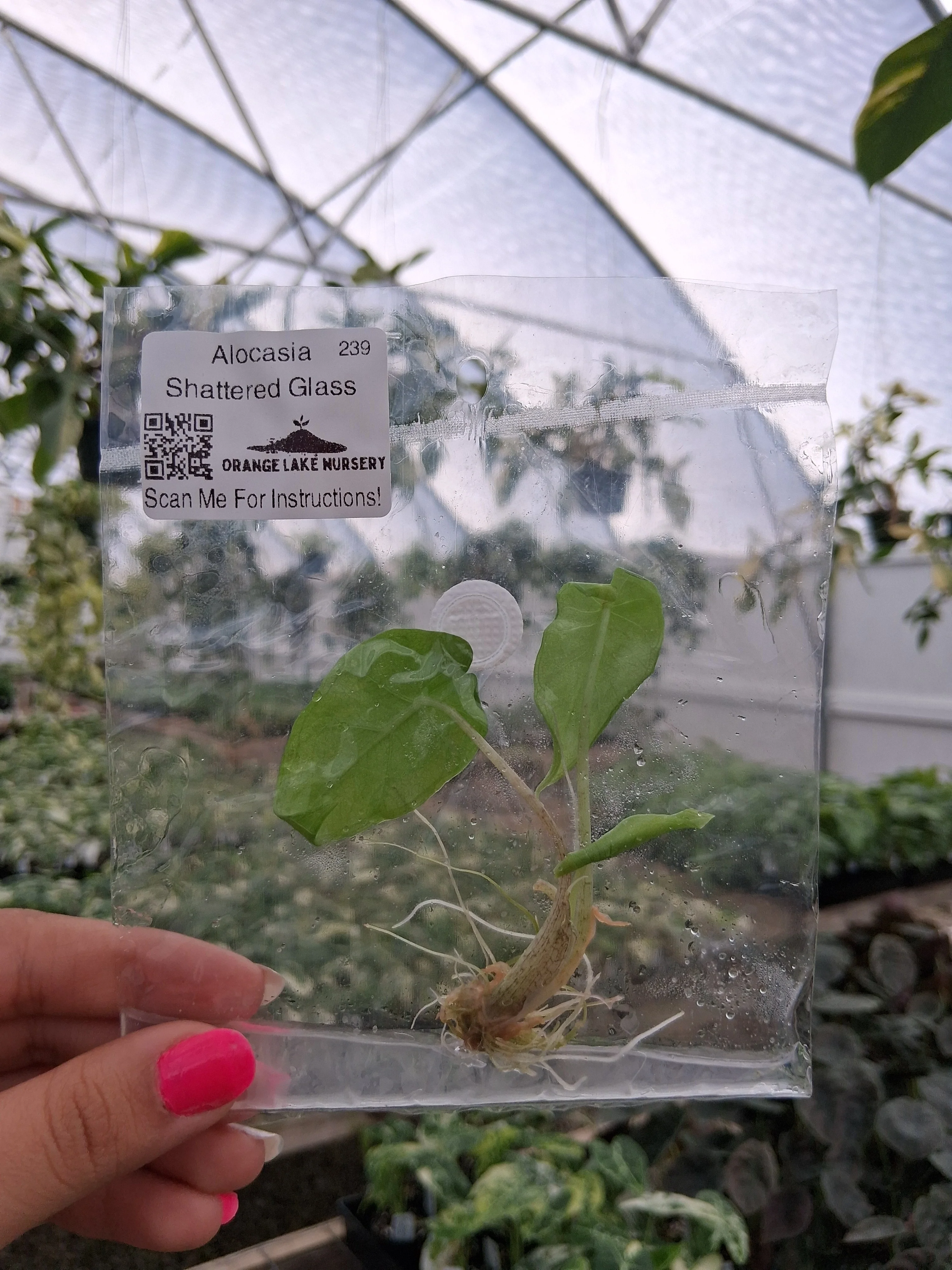 Alocasia Shattered Glass Tissue Culture