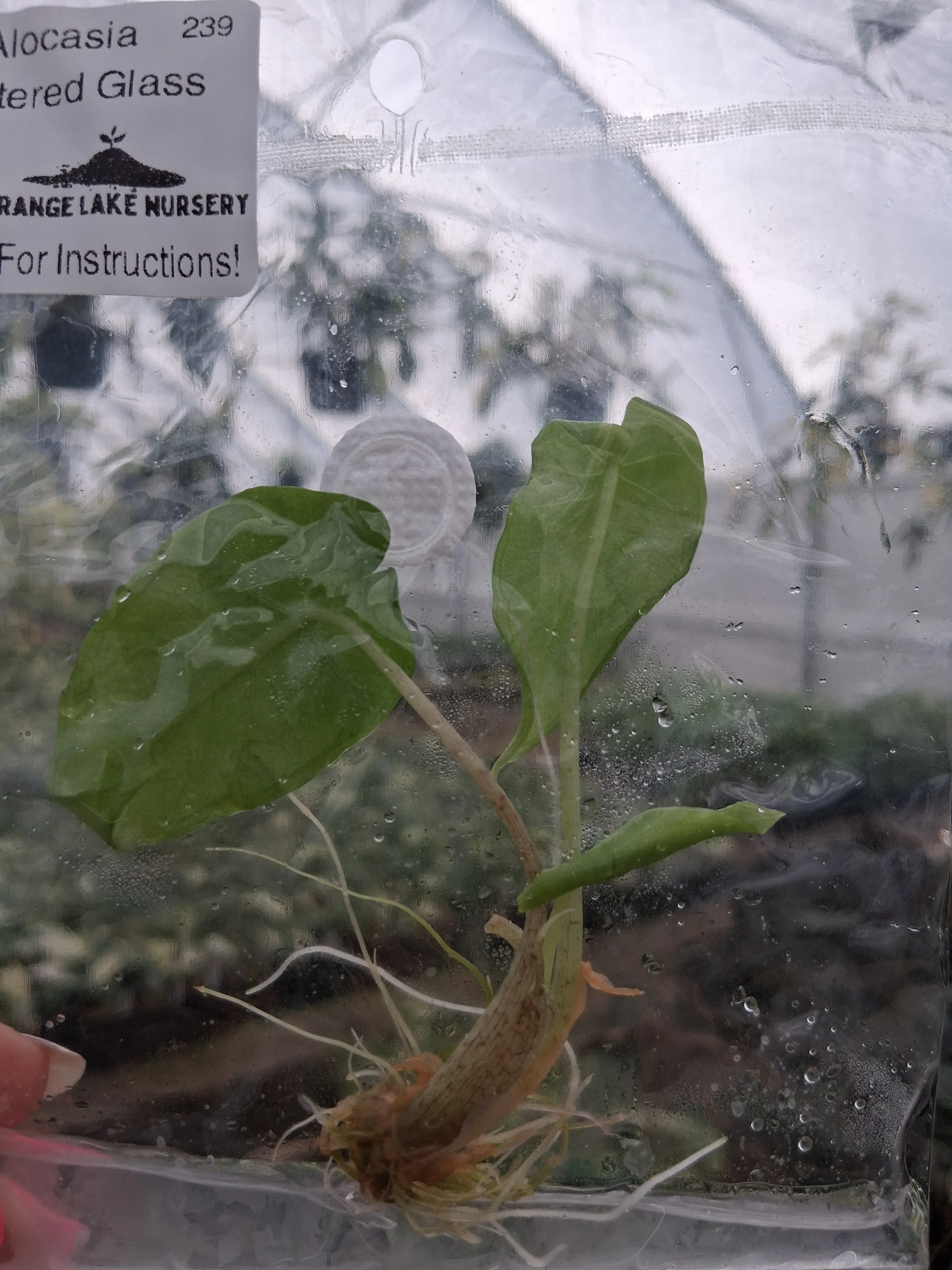 Alocasia Shattered Glass Tissue Culture - Image 2