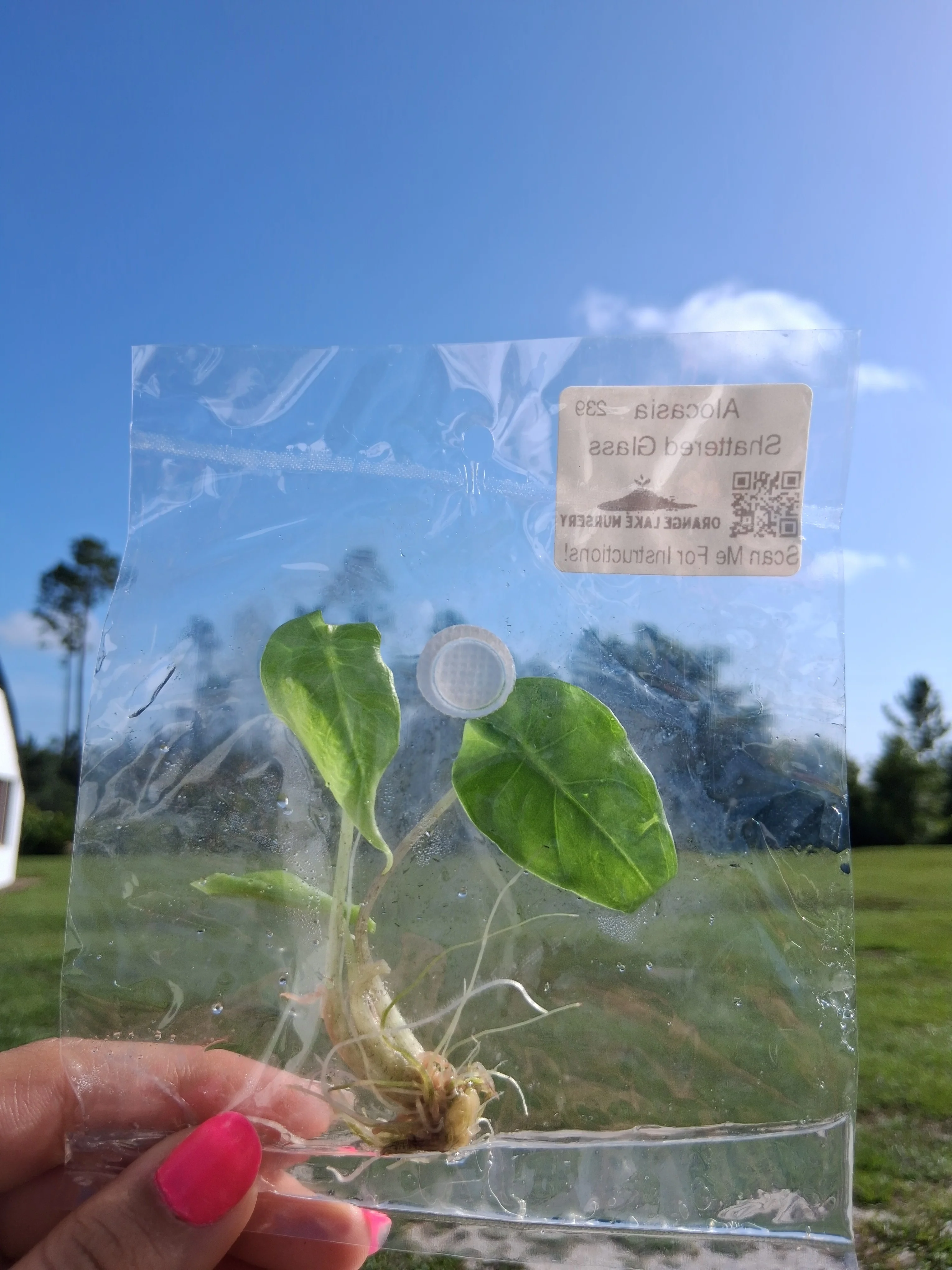 Alocasia Shattered Glass Tissue Culture - Image 5