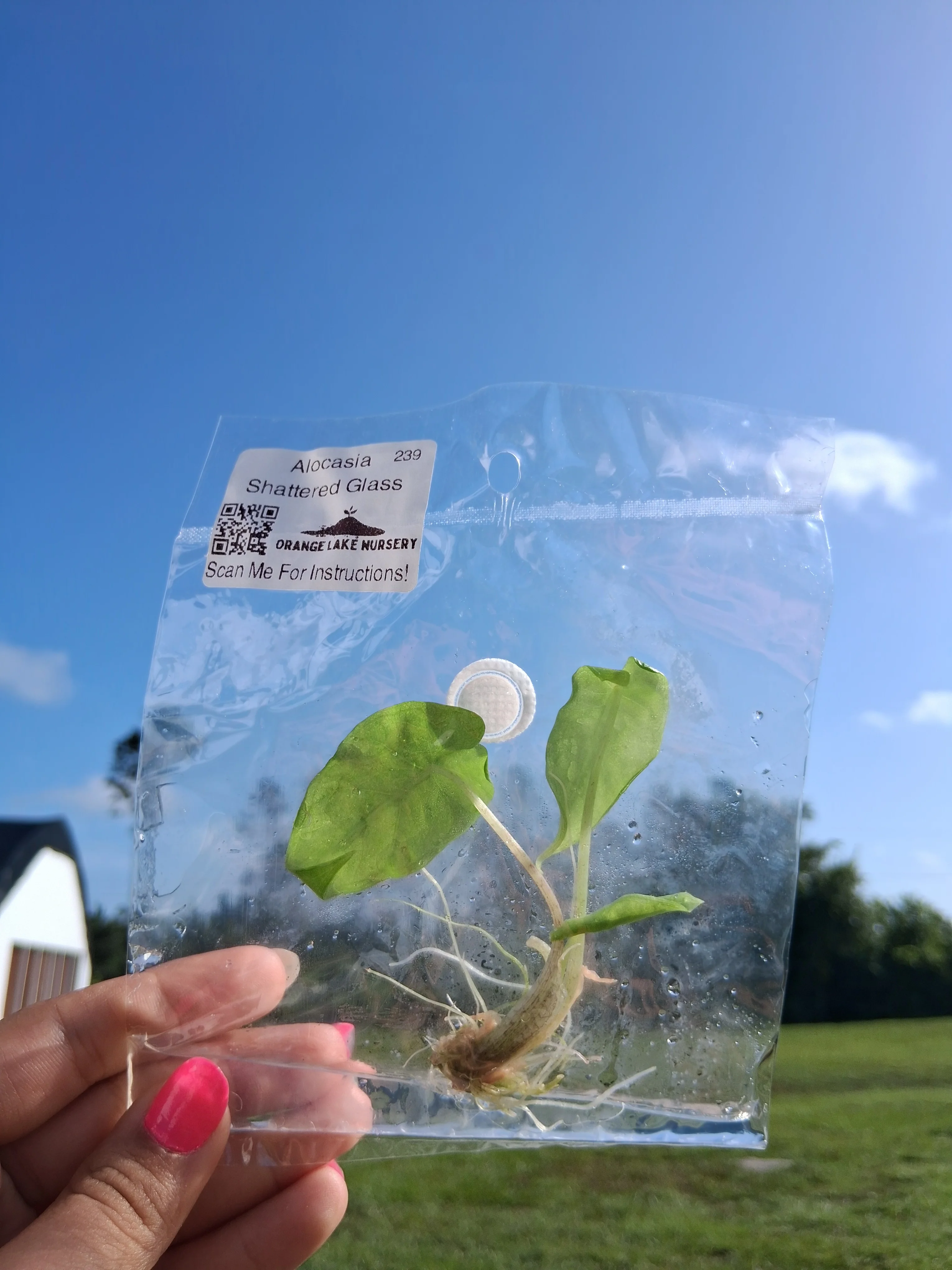Alocasia Shattered Glass Tissue Culture - Image 6