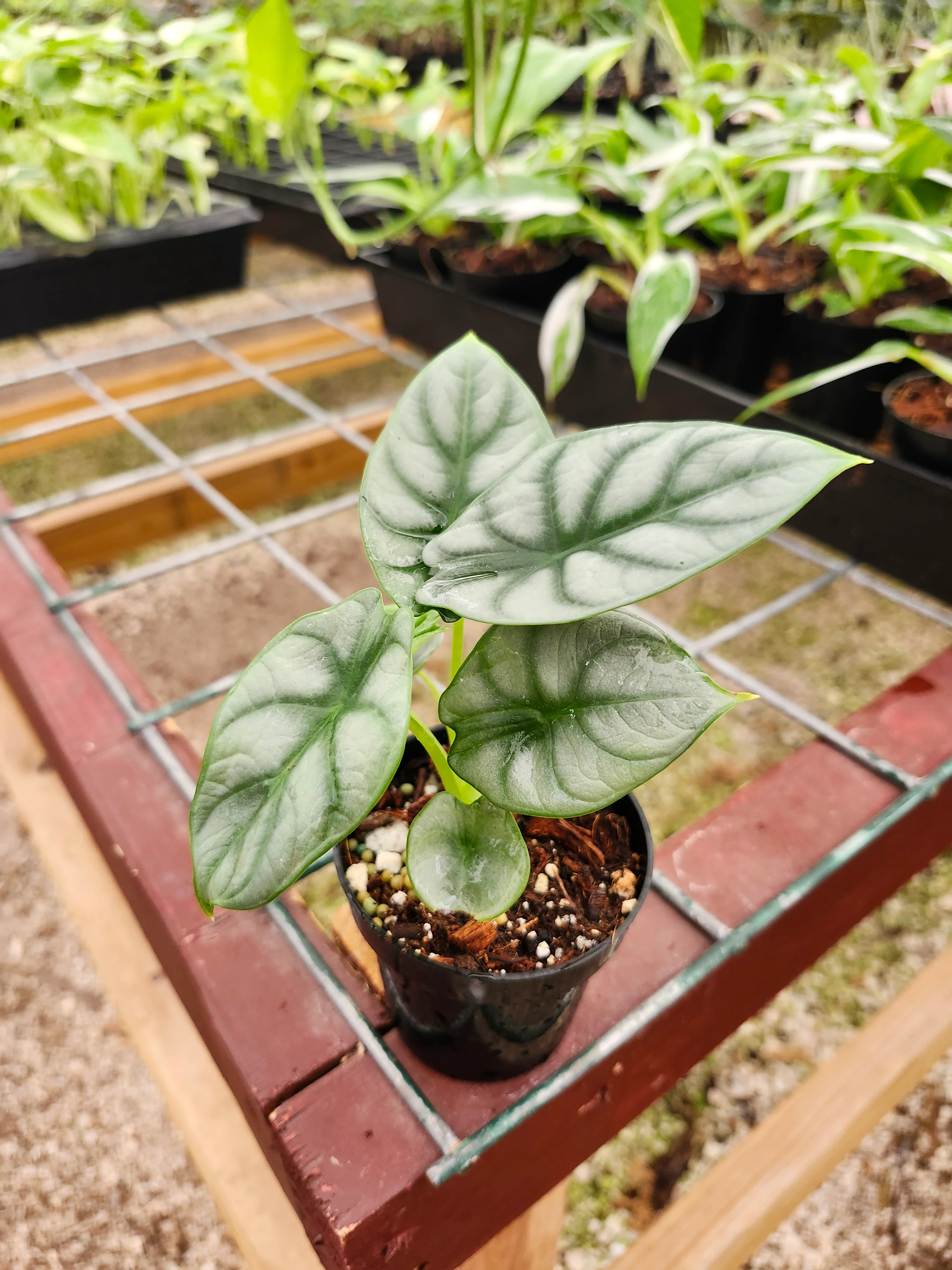 Alocasia Silver Dragon - Image 3