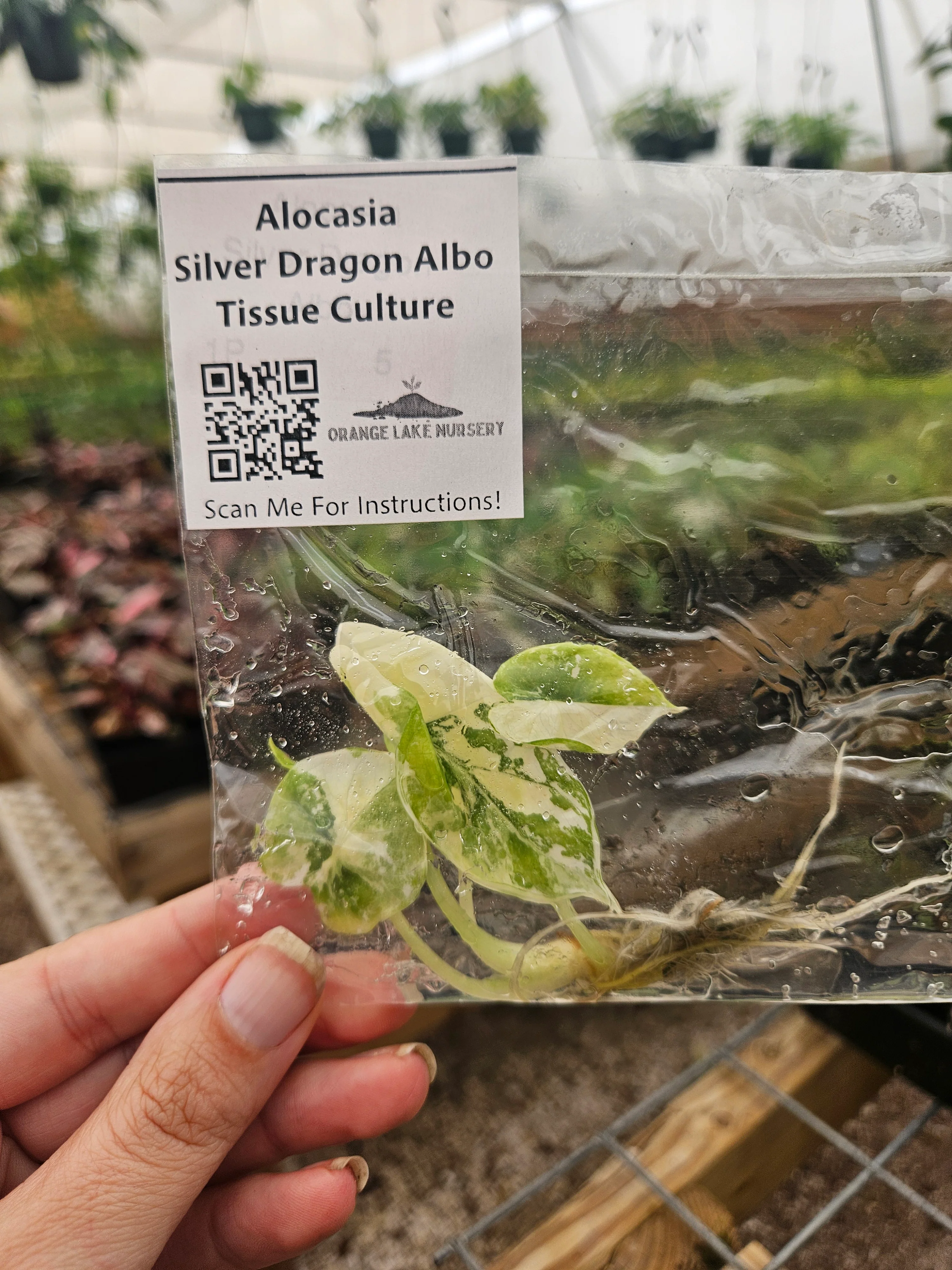 Alocasia Silver Dragon Albo Tissue Culture