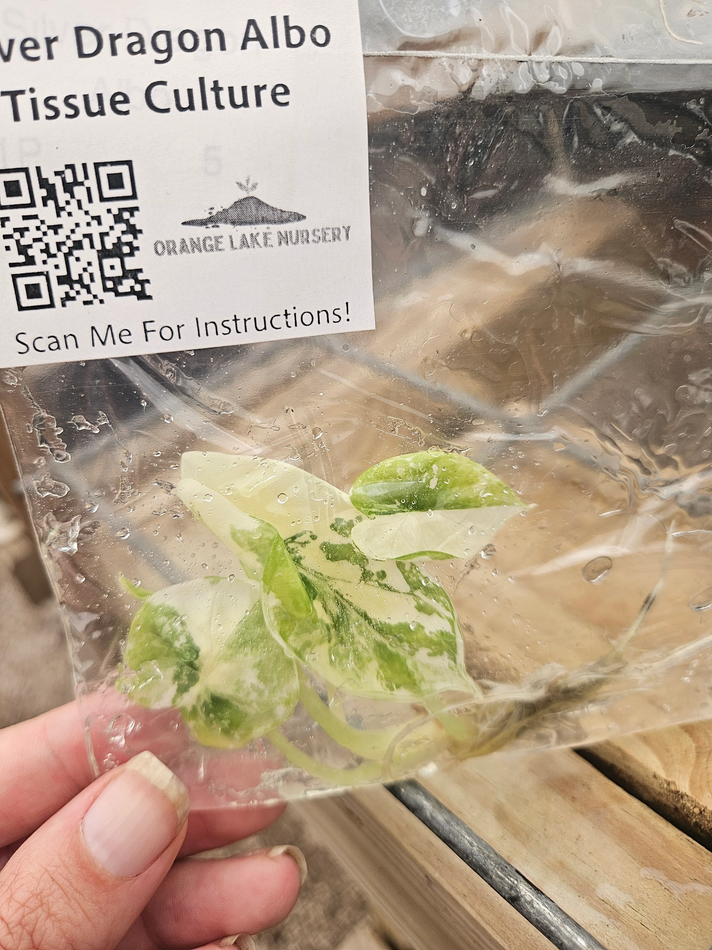 Alocasia Silver Dragon Albo Tissue Culture - Image 3