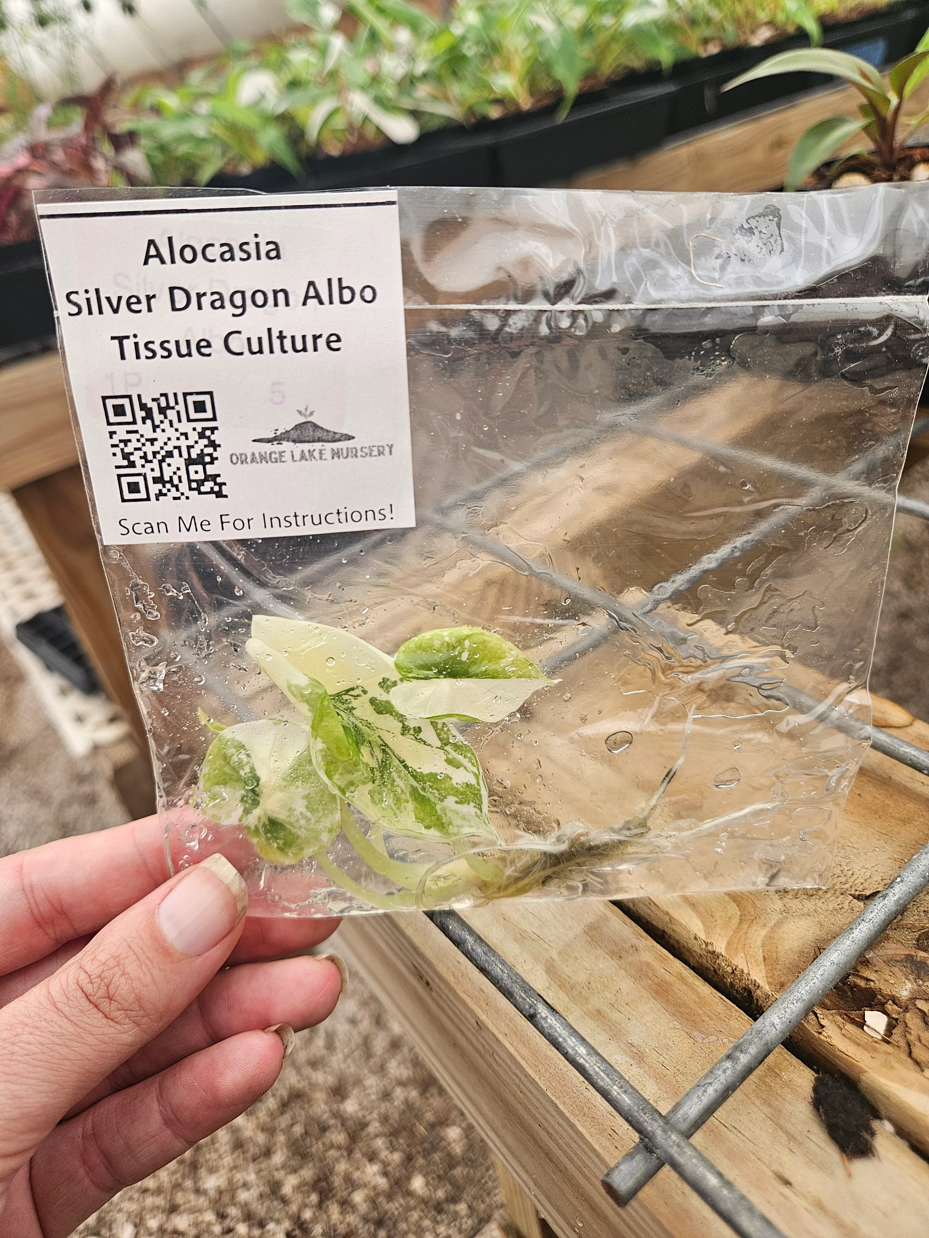 Alocasia Silver Dragon Albo Tissue Culture - Image 4
