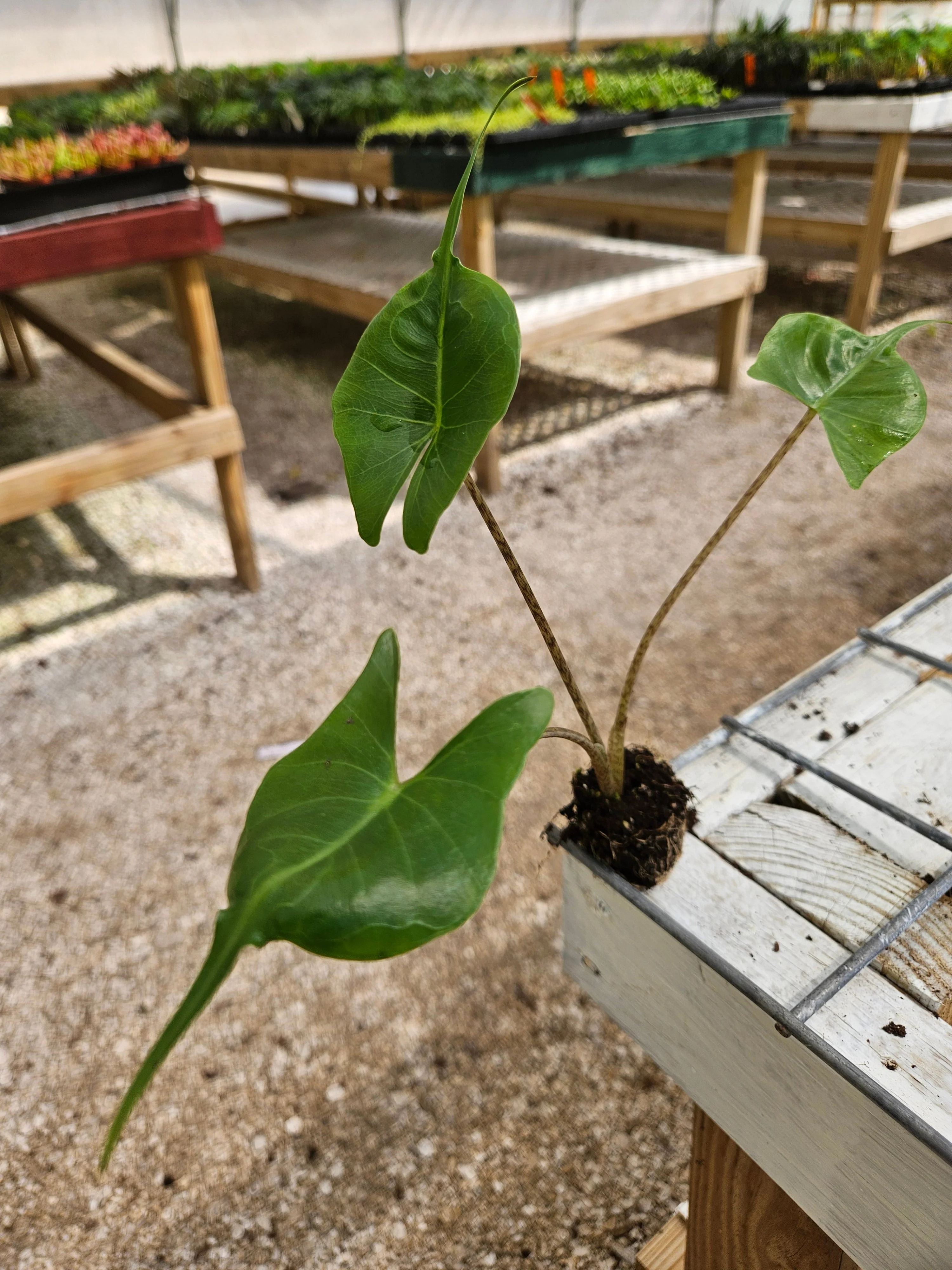 Alocasia Stingray - Image 6