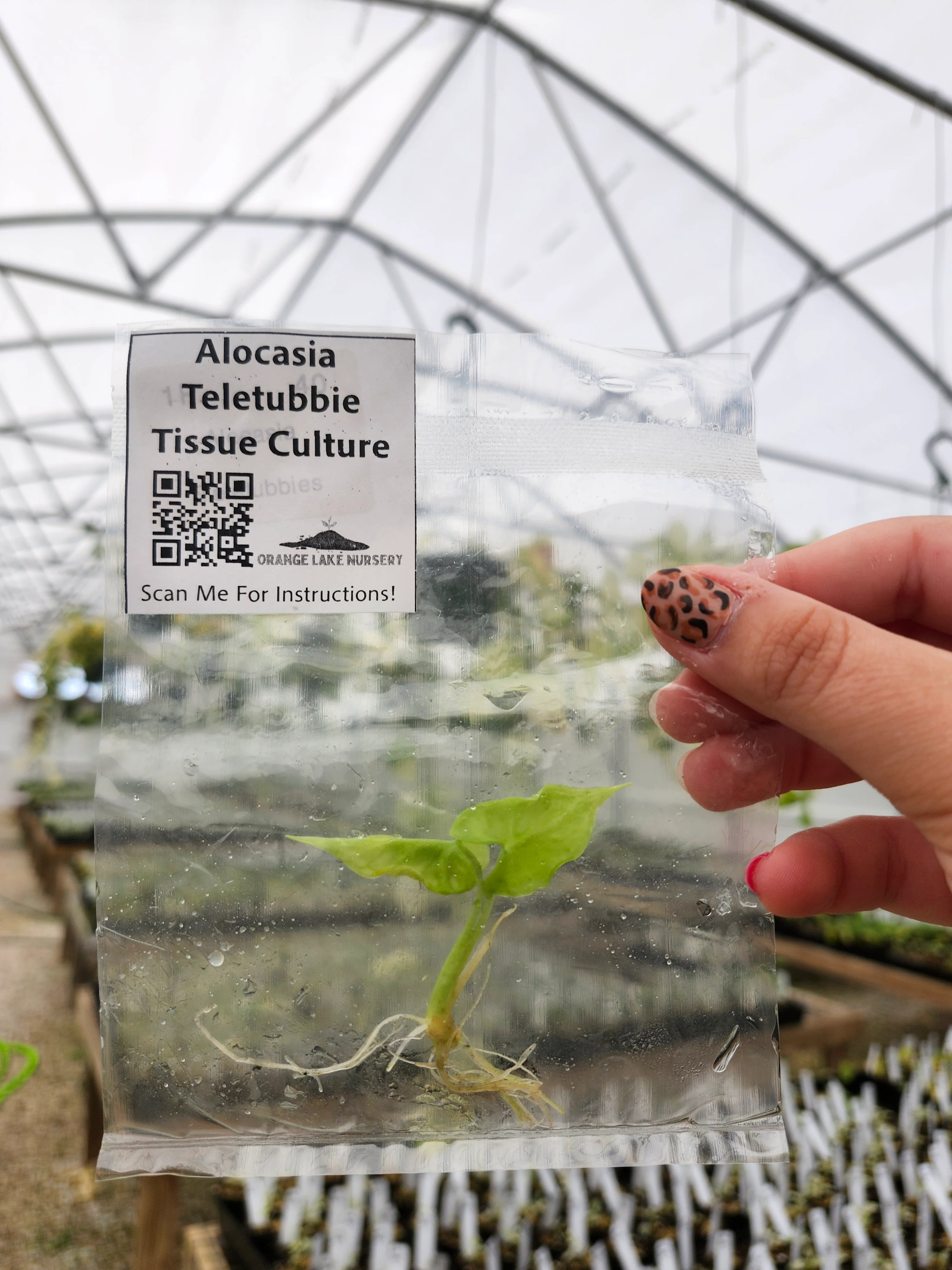 Alocasia Teletubbies Tissue Culture