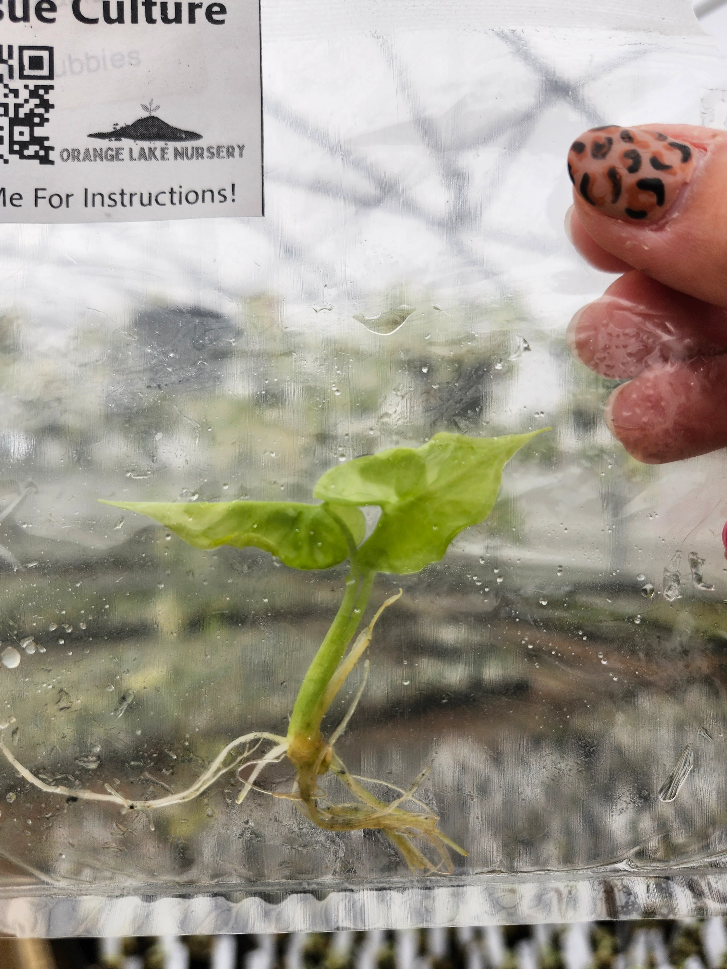 Alocasia Teletubbies Tissue Culture - Image 2