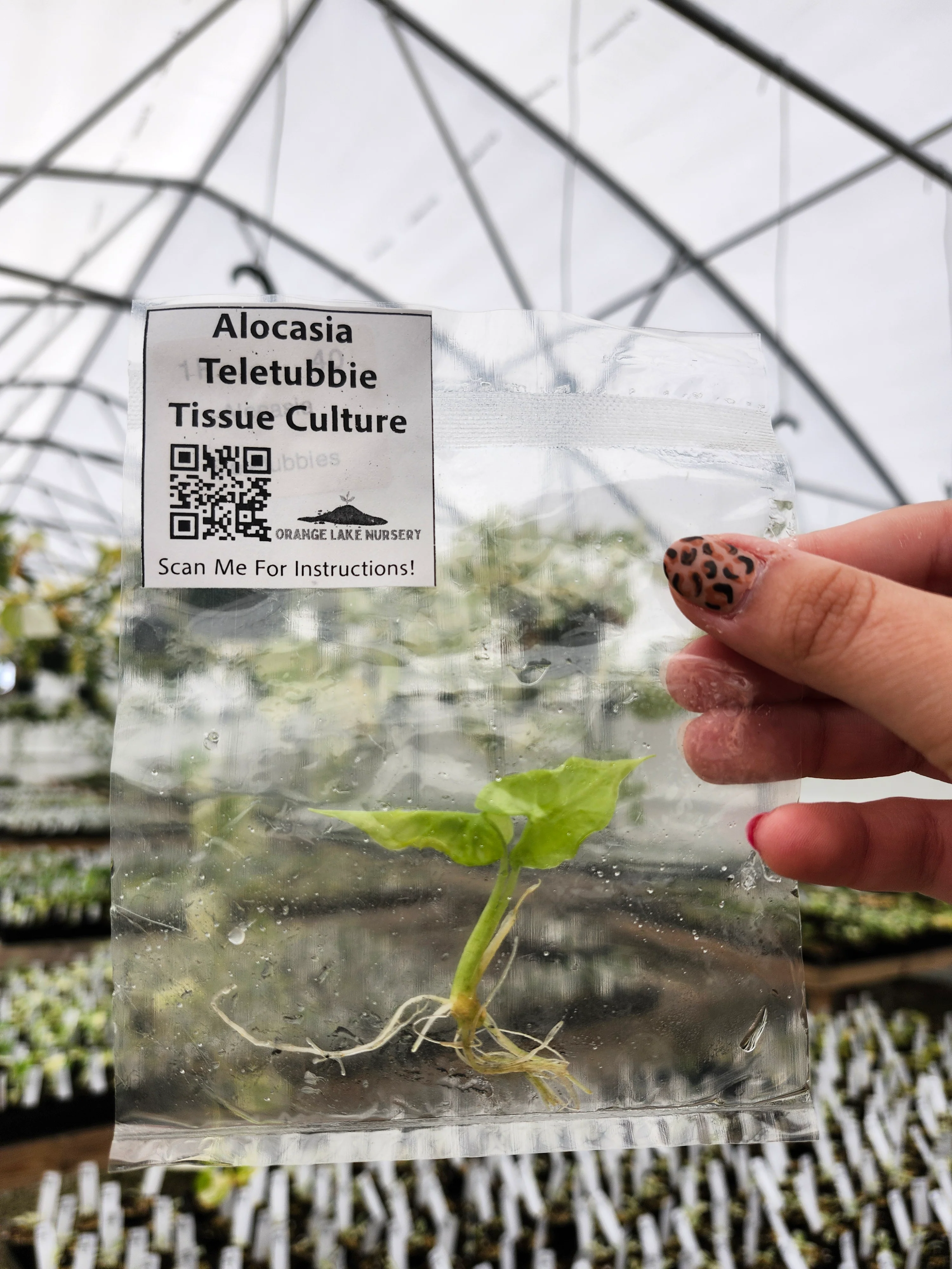 Alocasia Teletubbies Tissue Culture - Image 3