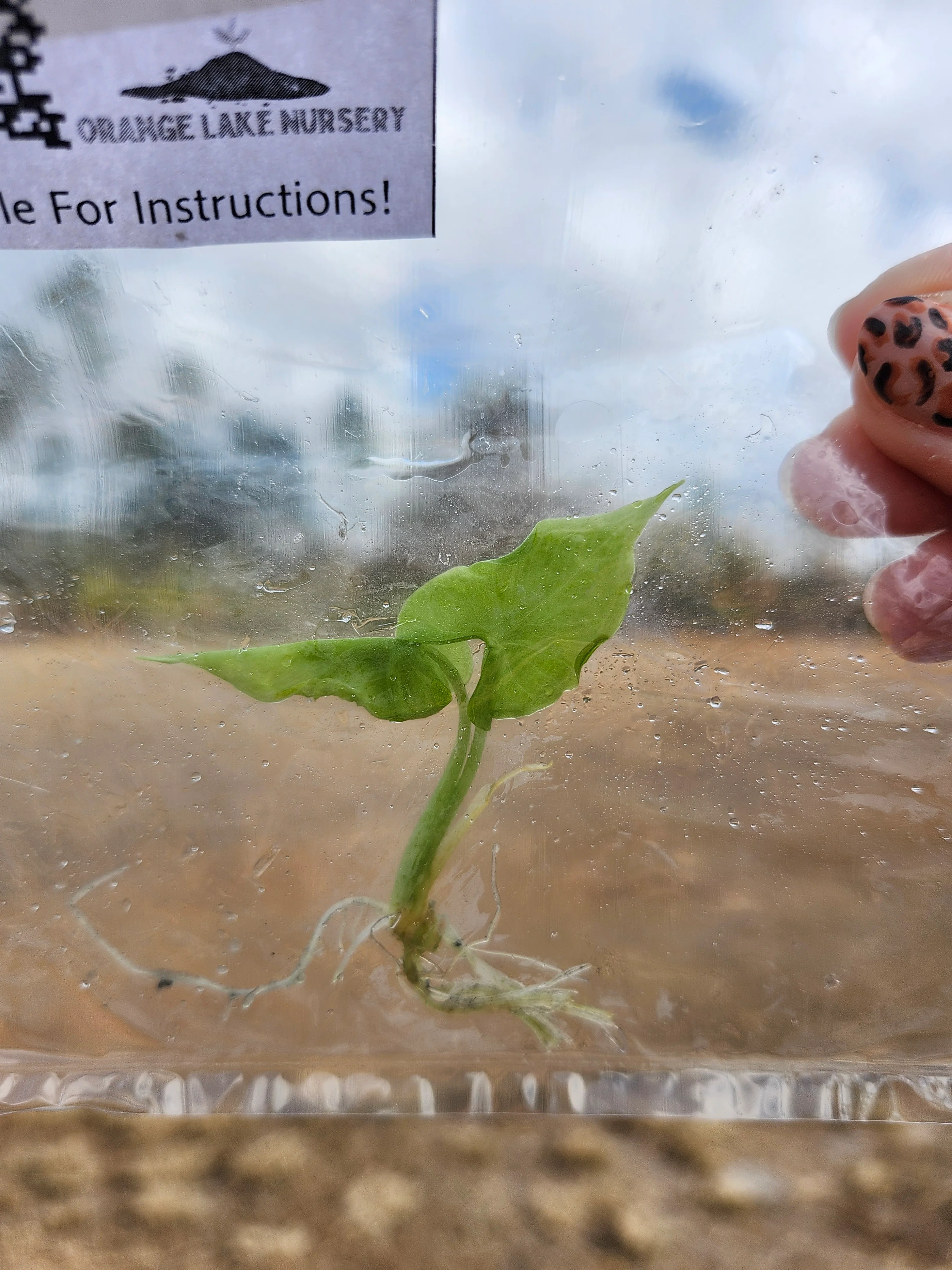 Alocasia Teletubbies Tissue Culture - Image 5