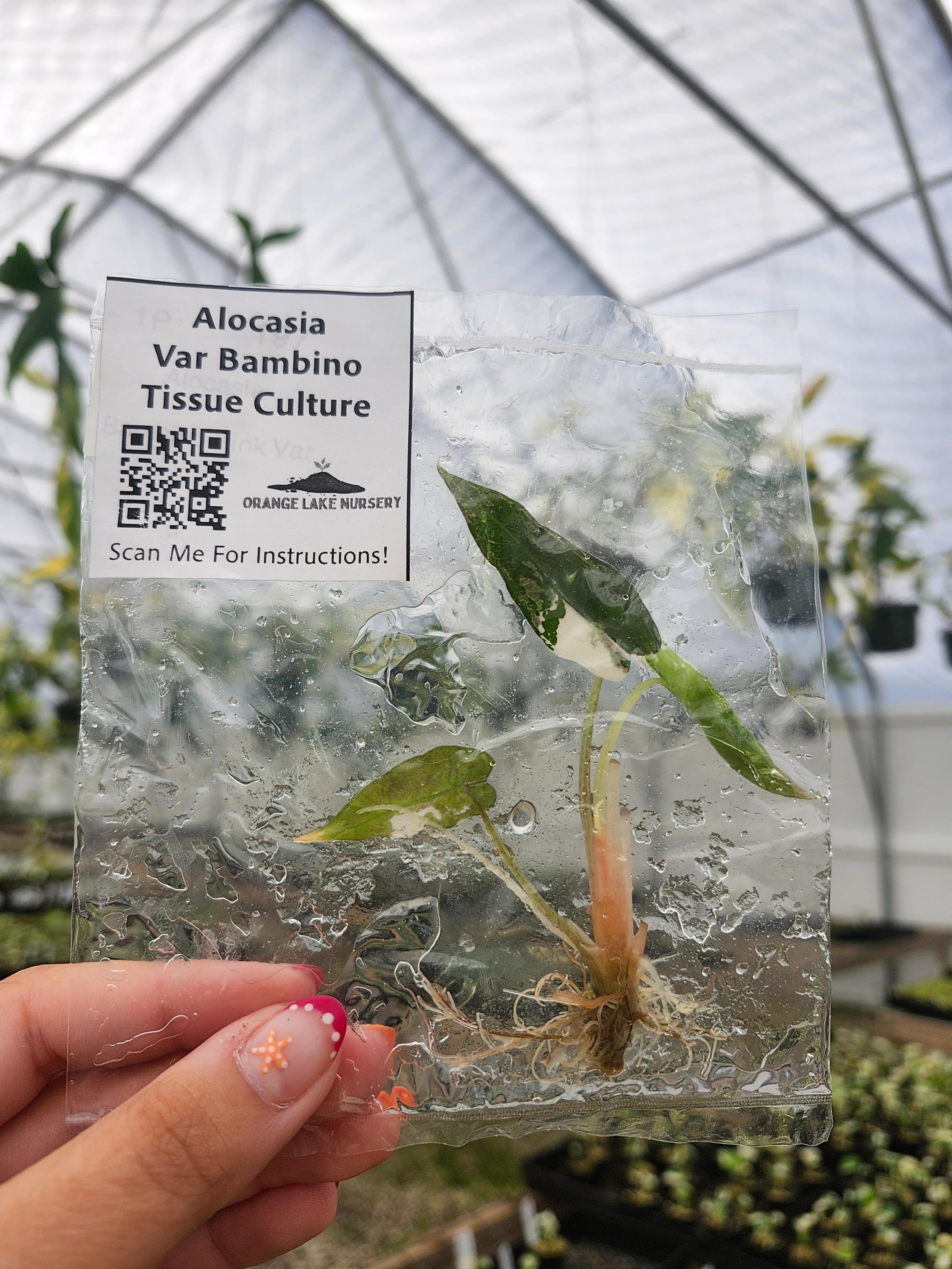 Alocasia Variegated Bambino Tissue Culture